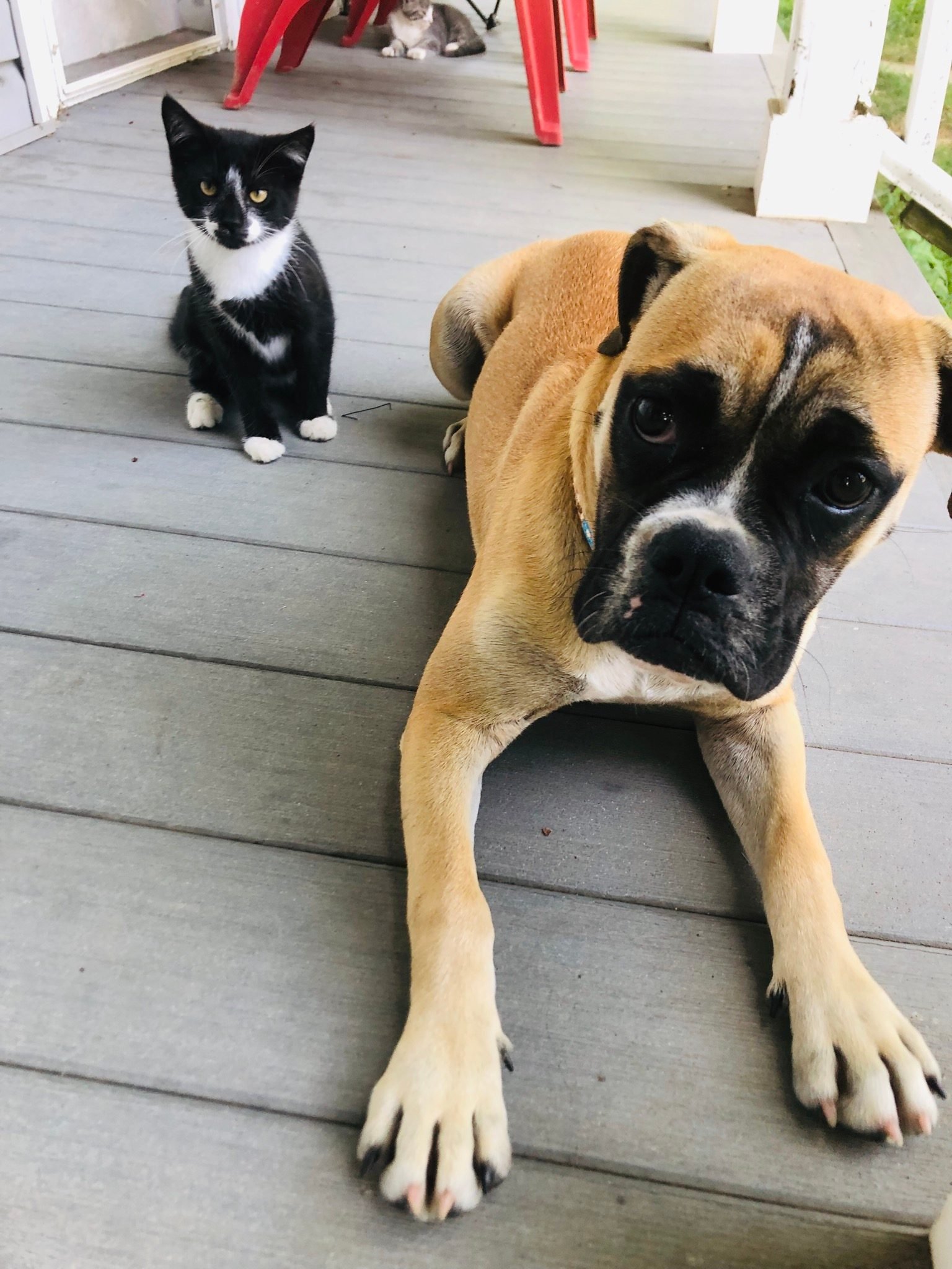 20 Funny Photos of Dogs and Cats Together Reader’s Digest