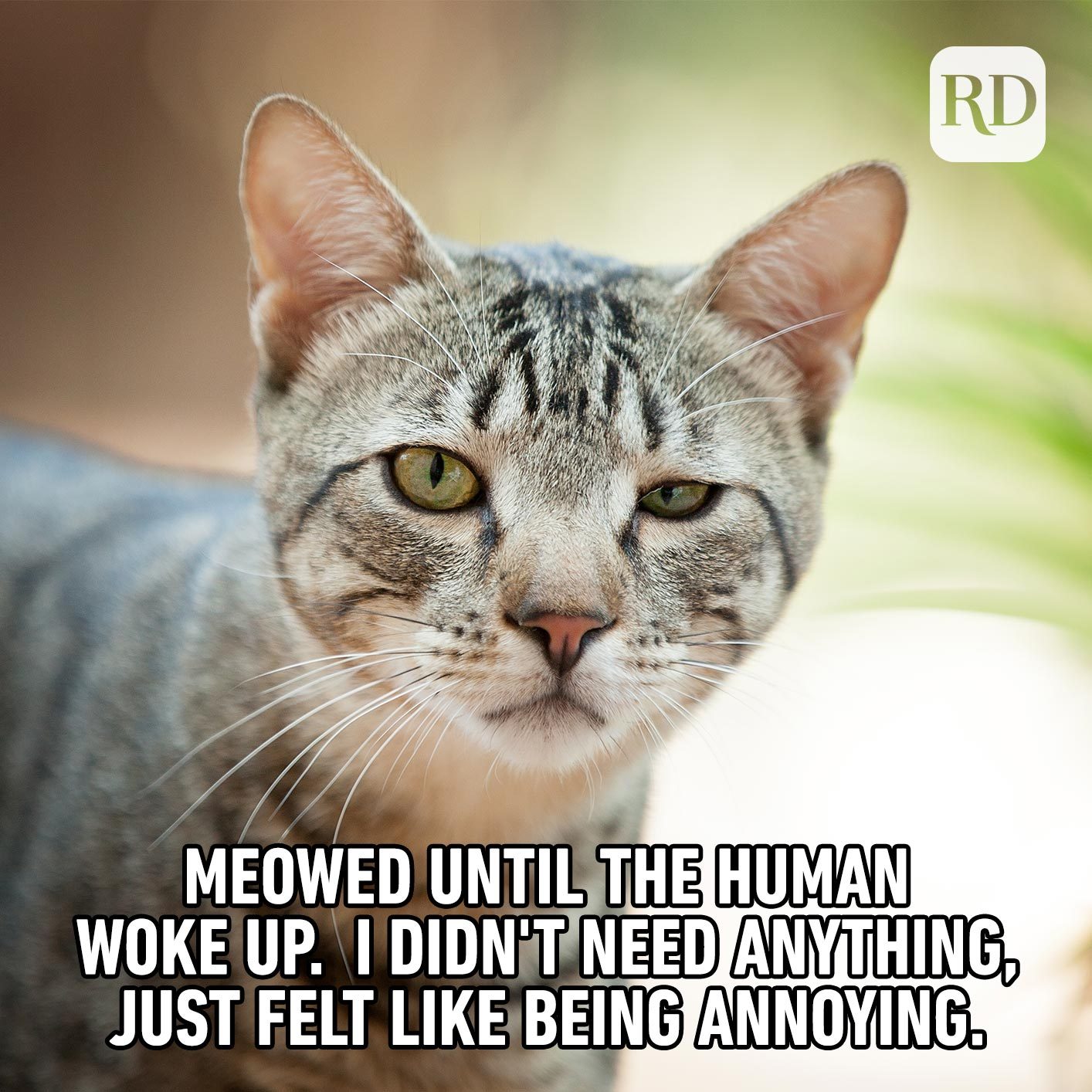 35 Cat Memes You'll Laugh at Every Time Reader's Digest