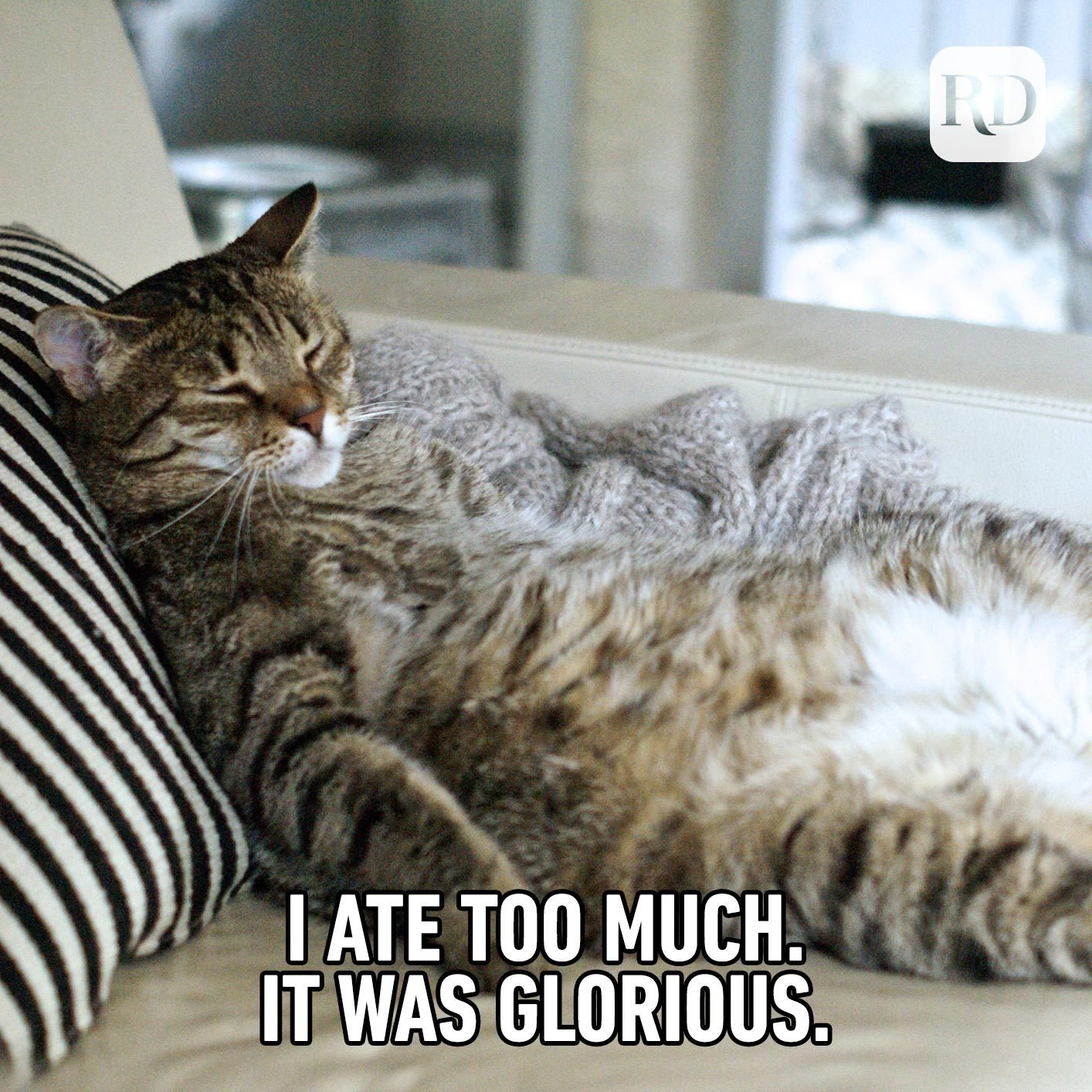 35 Cat Memes You'll Laugh at Every Time Reader's Digest