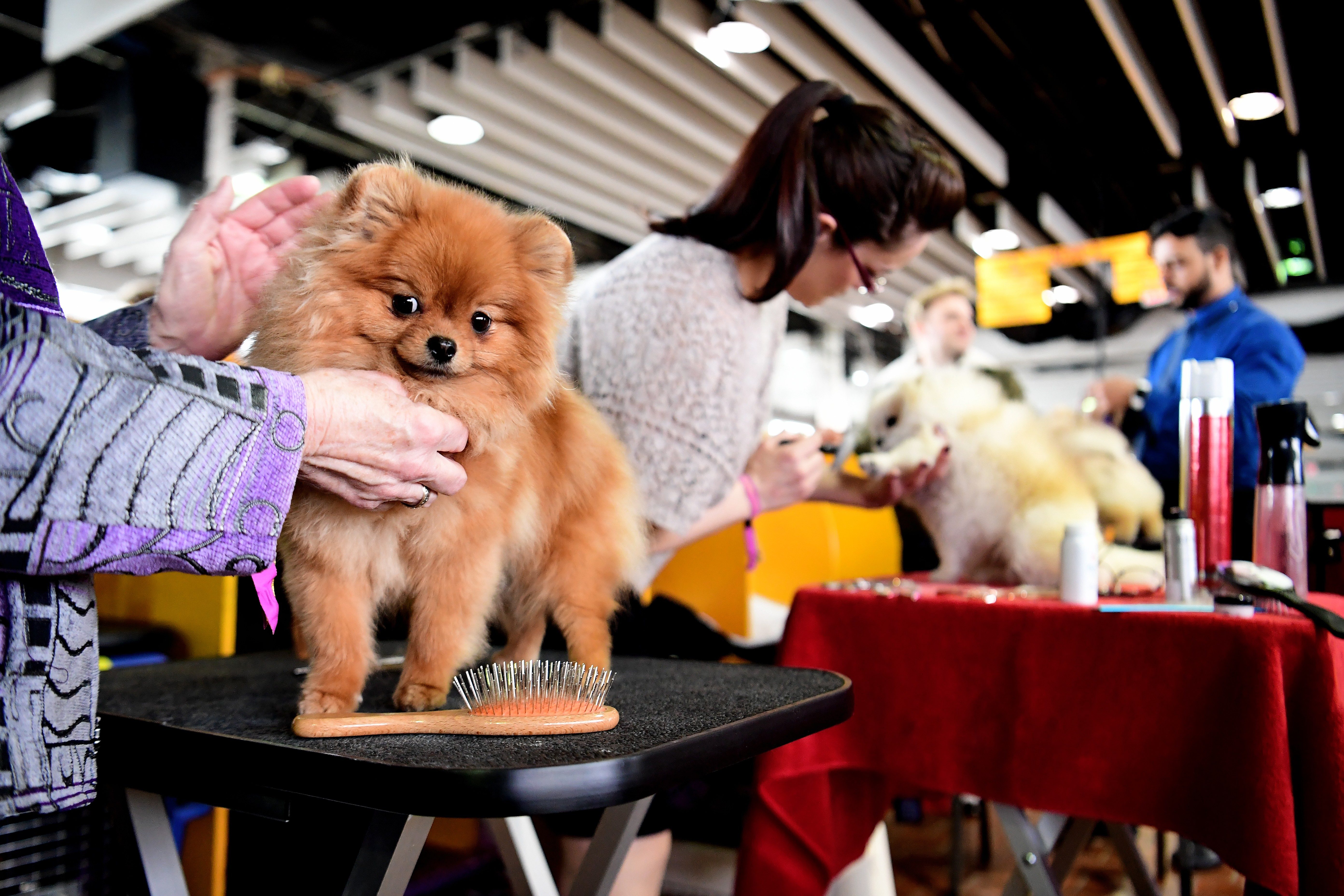 Funniest Names of Westminster Show Dogs Reader's Digest