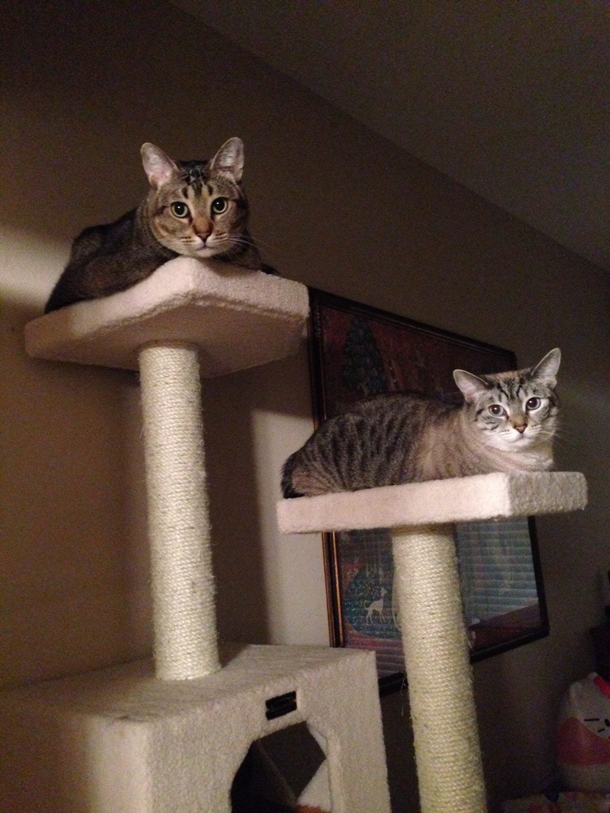 I Tried Putting My Cat on a Diet—Here's How It Went Reader's Digest