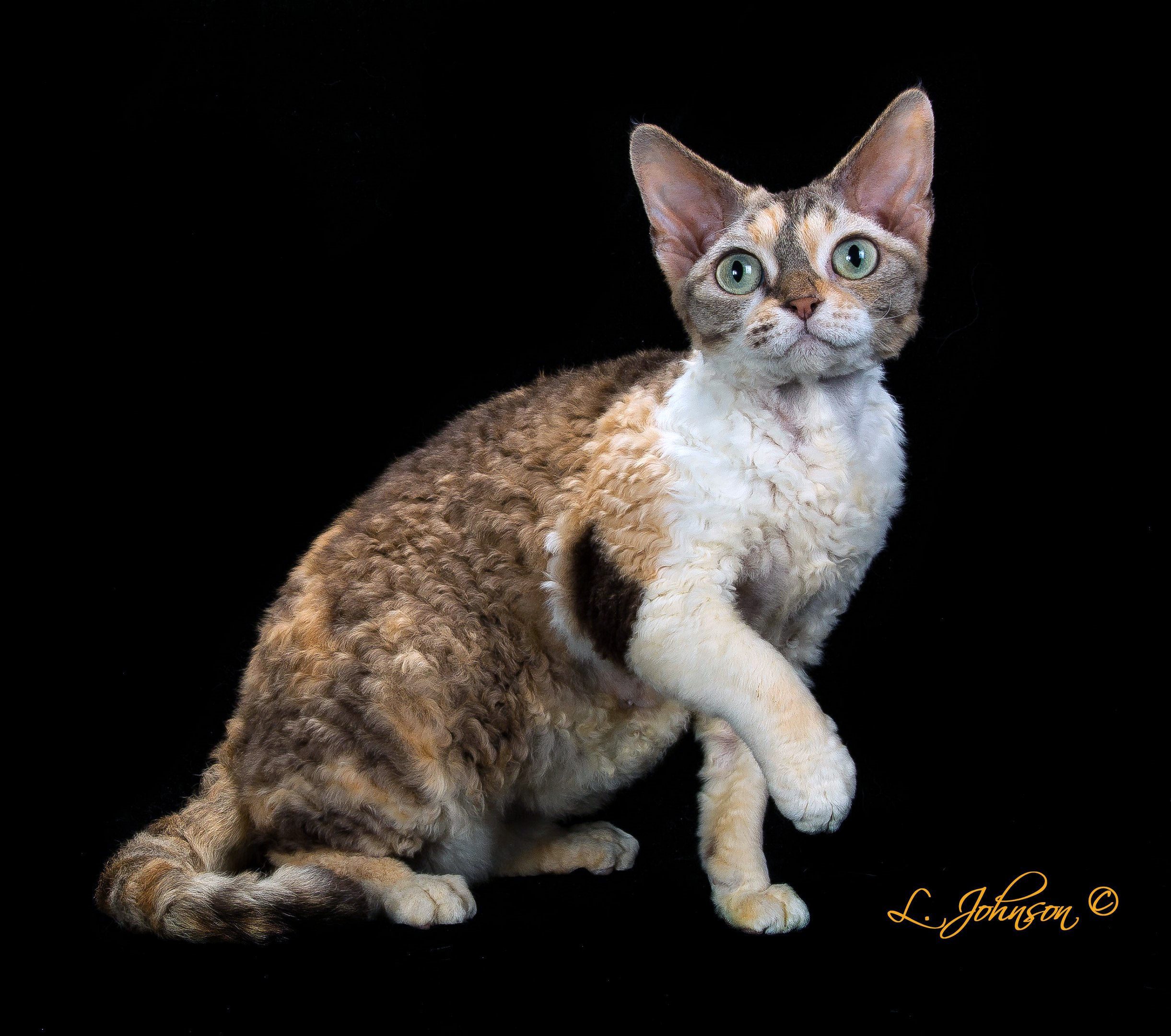 Rare Cat Breeds You Probably Don't Know About Reader's