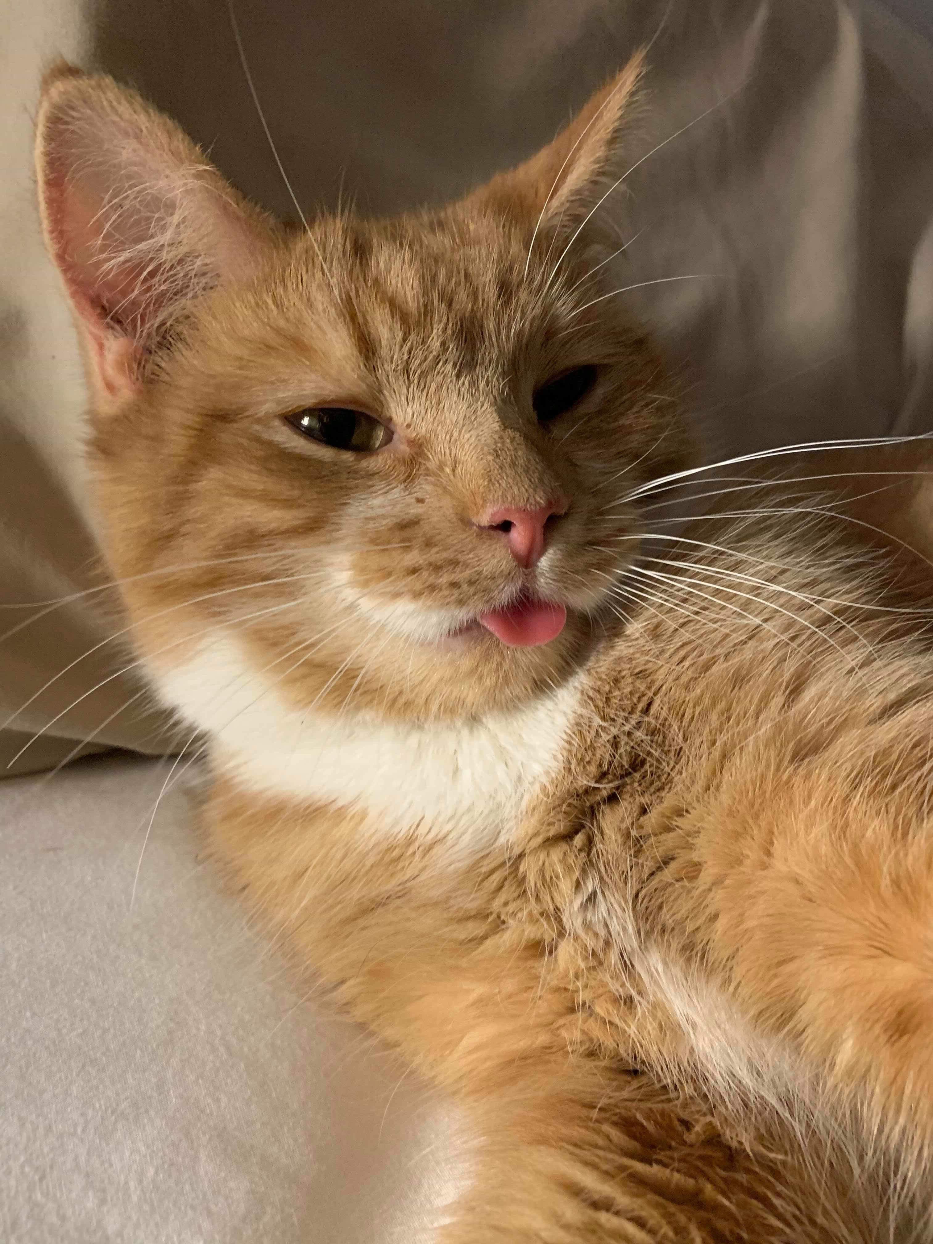 Shelter Cats That Need Homes in 2020 Reader's Digest