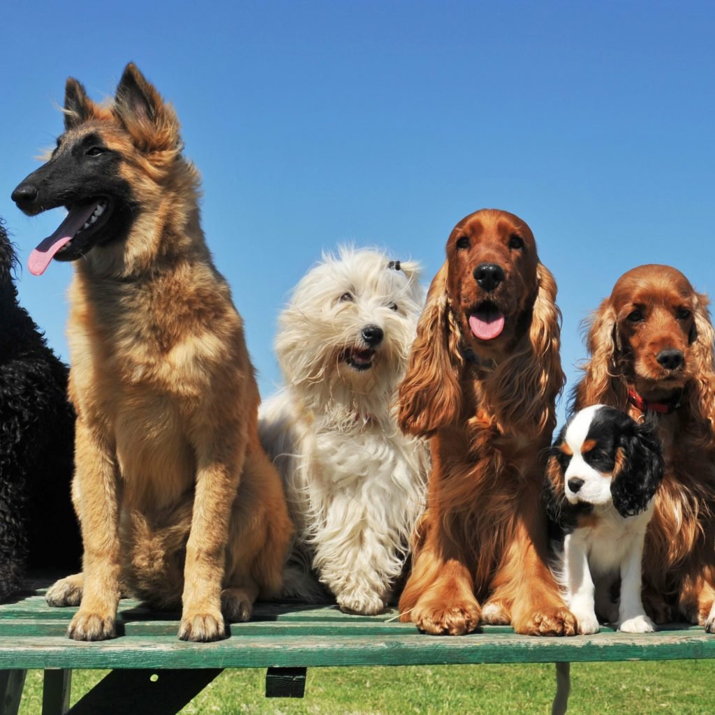 How Many Breeds of Dogs Are There in the World? Readers