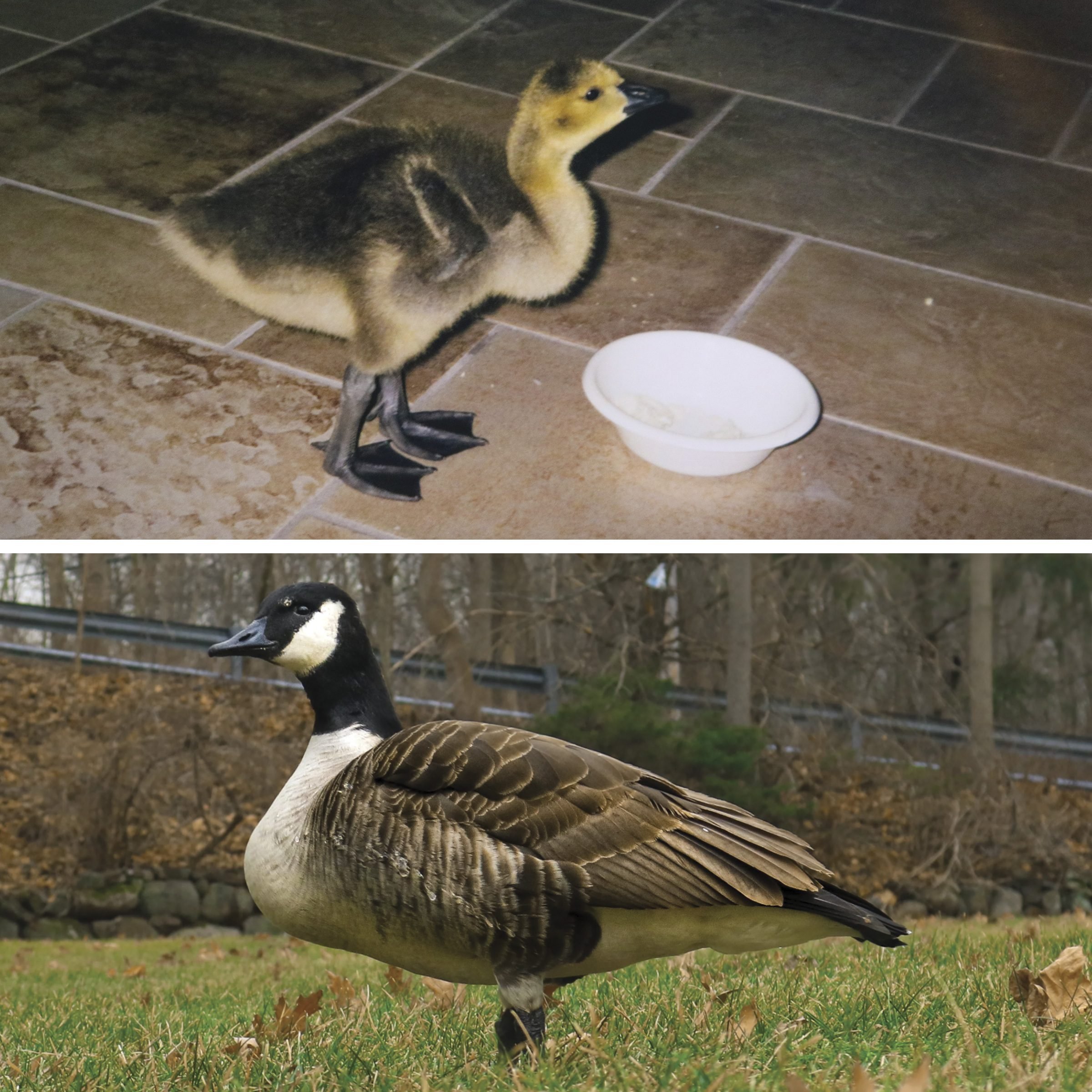 This Family Raised a Baby Goose for a Year—20 Years Later, It Returned