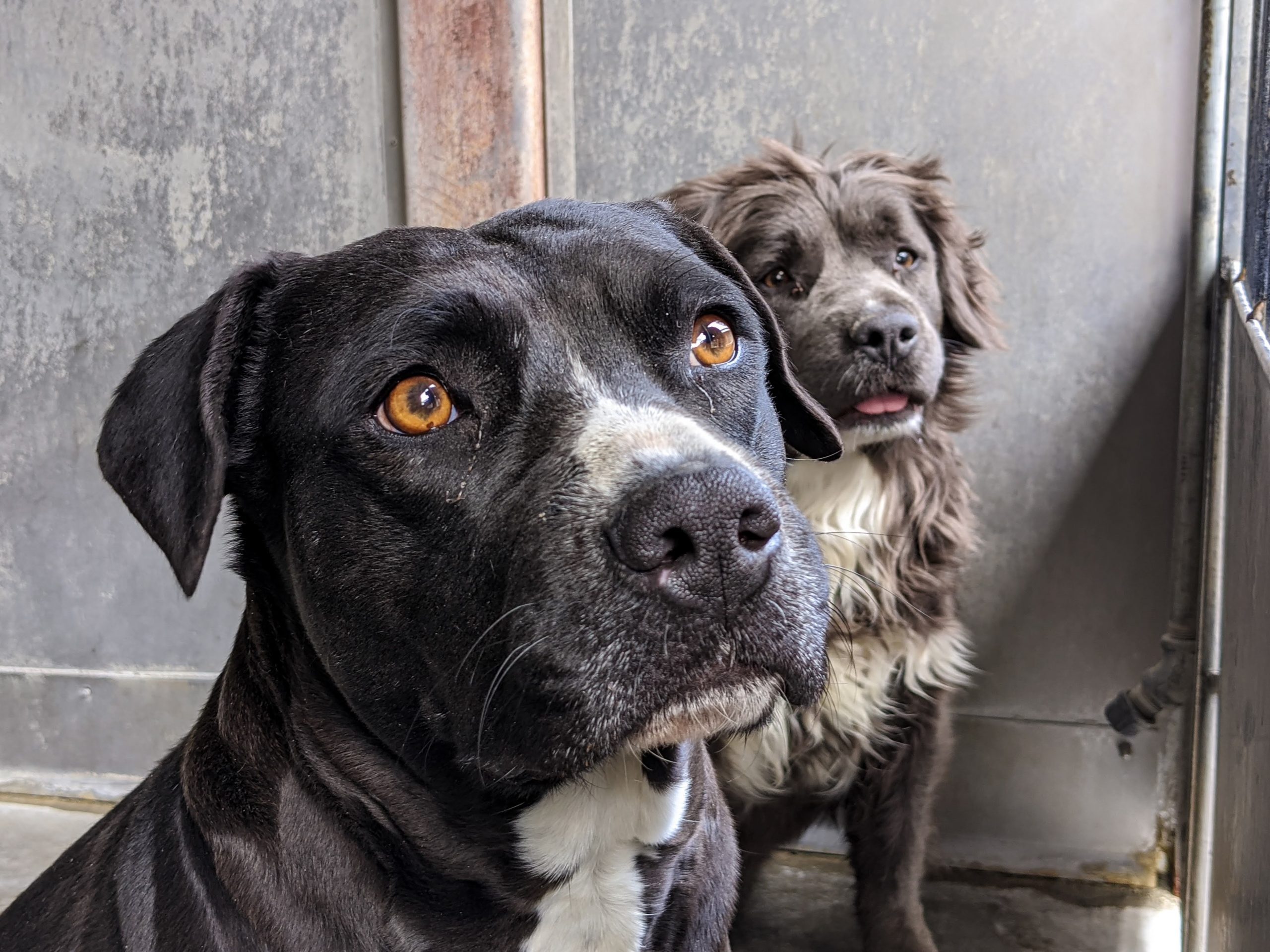 Everyone, Go Foster a Pet I Just Did—And It's the Best Reader's Digest
