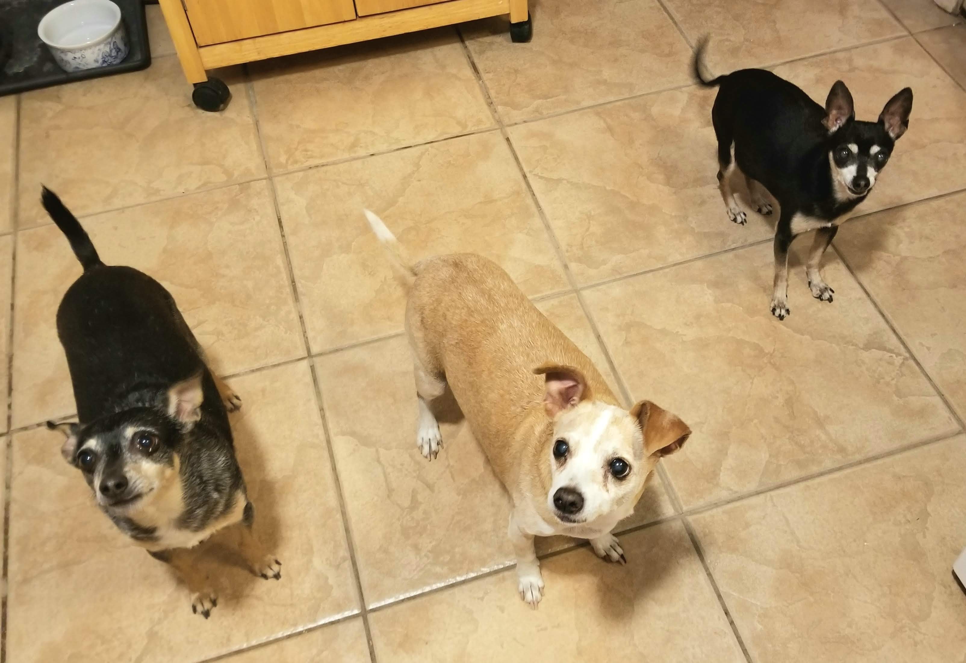 My Dogs Wouldn't Stop Barking—Until a Neighbor Placed This