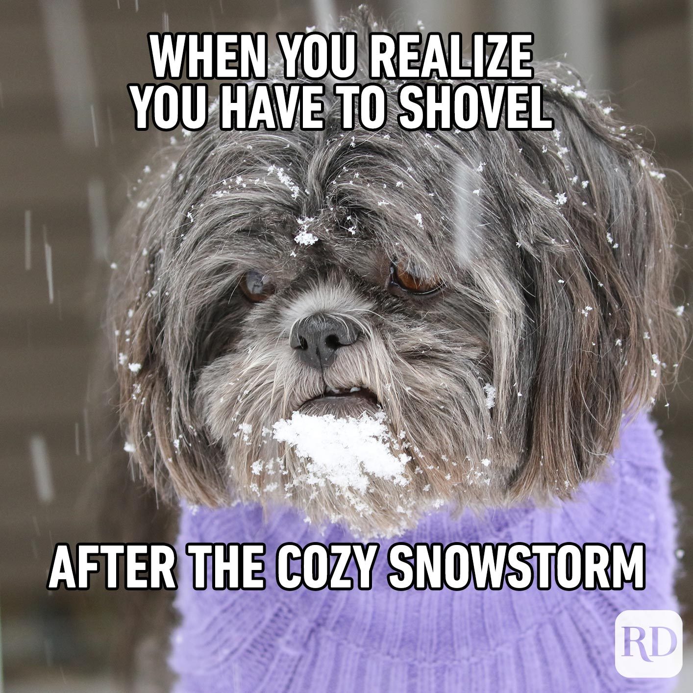 45 Hilarious Dog Memes You'll Laugh at Every Time Reader's Digest