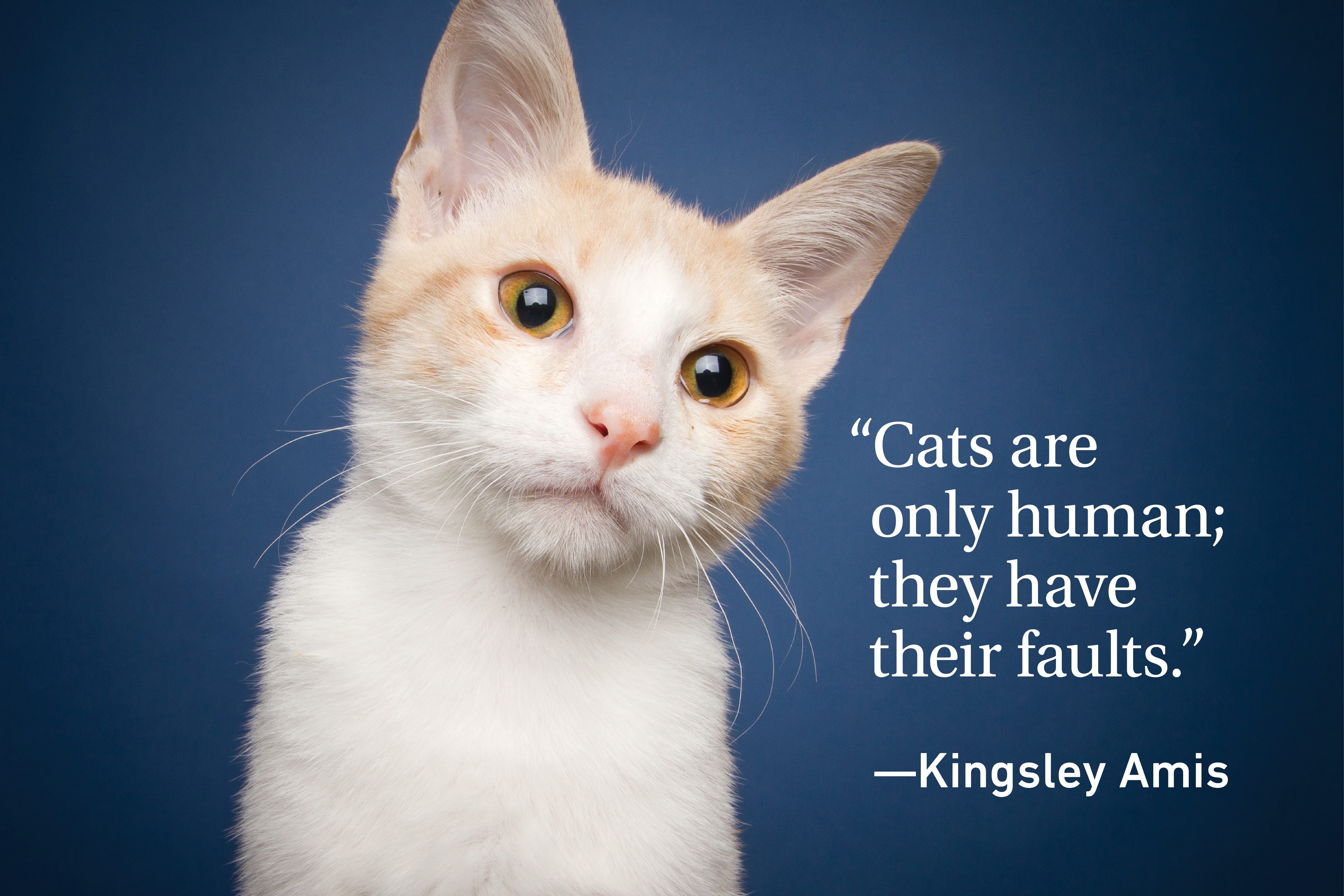 Cat Quotes Every Cat Owner Can Appreciate Reader's Digest