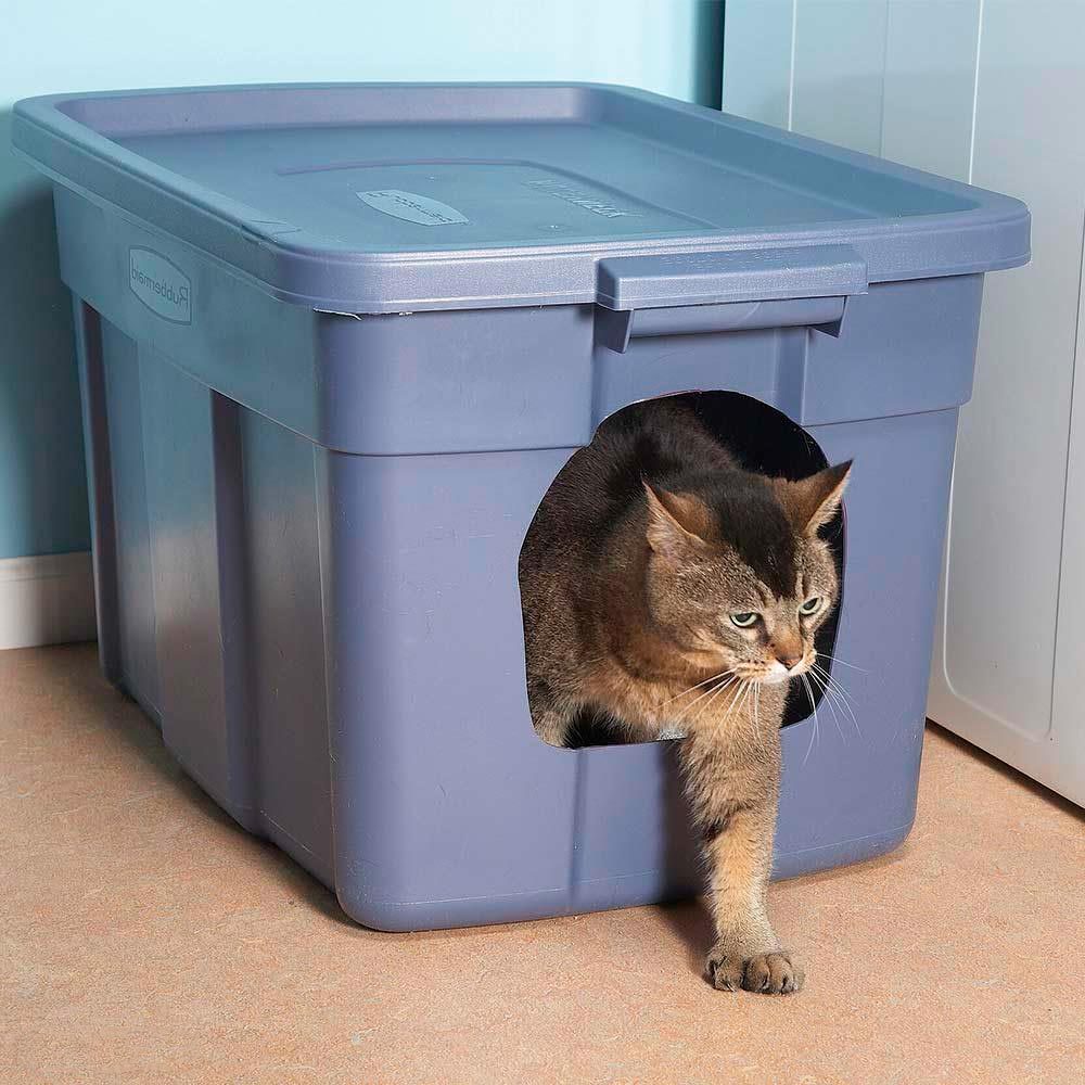 Cleaning Tips Every Dog or Cat Owner Should Know Reader's Digest