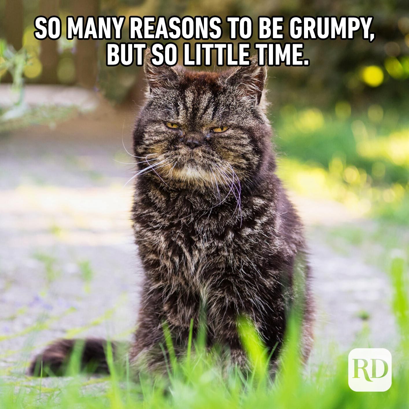 We did not find results for: 45 Cat Memes You Ll Laugh At Every Time Reader S Digest