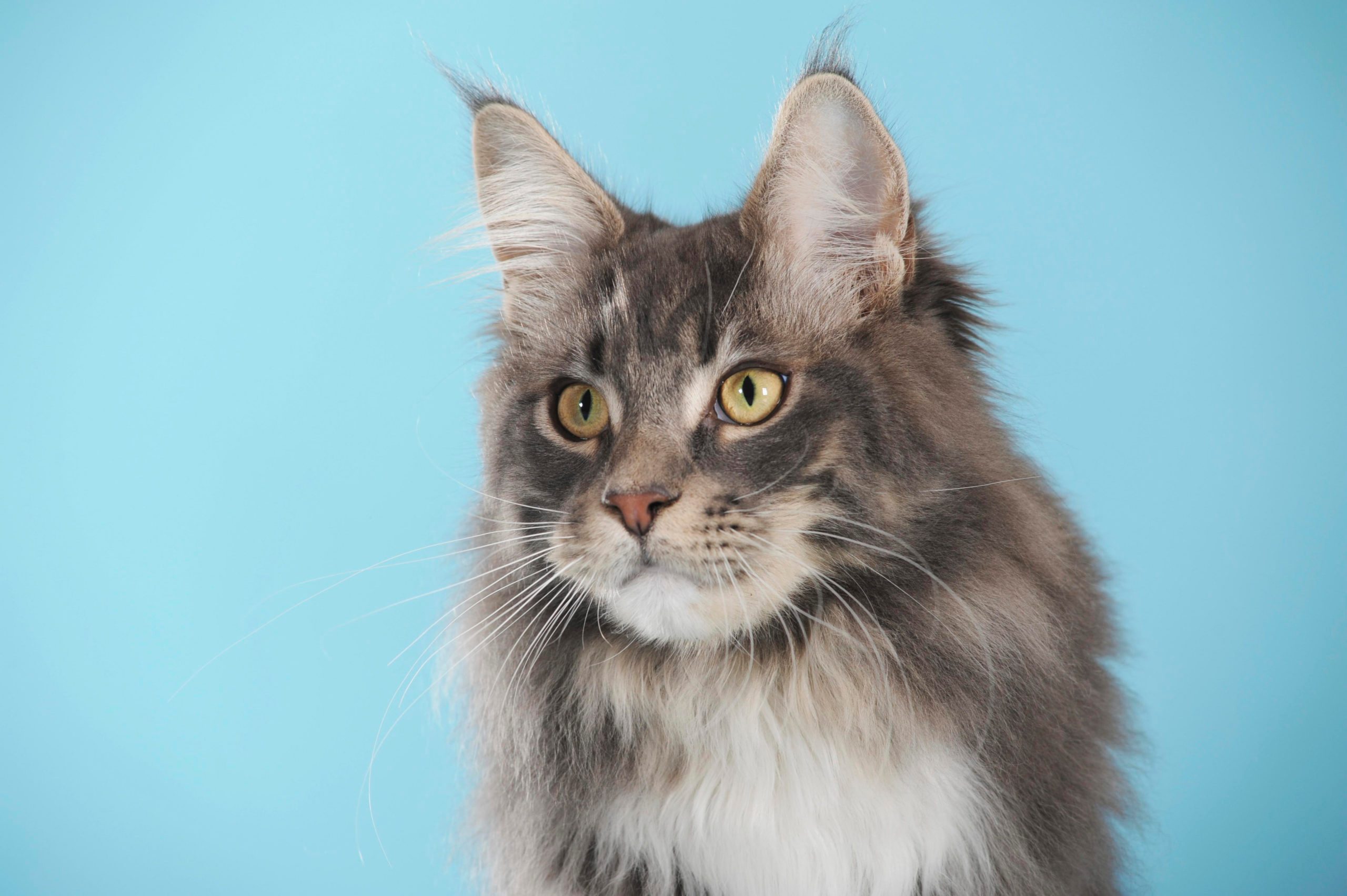 Cat Breeds That Get Stolen Most Often Reader's Digest