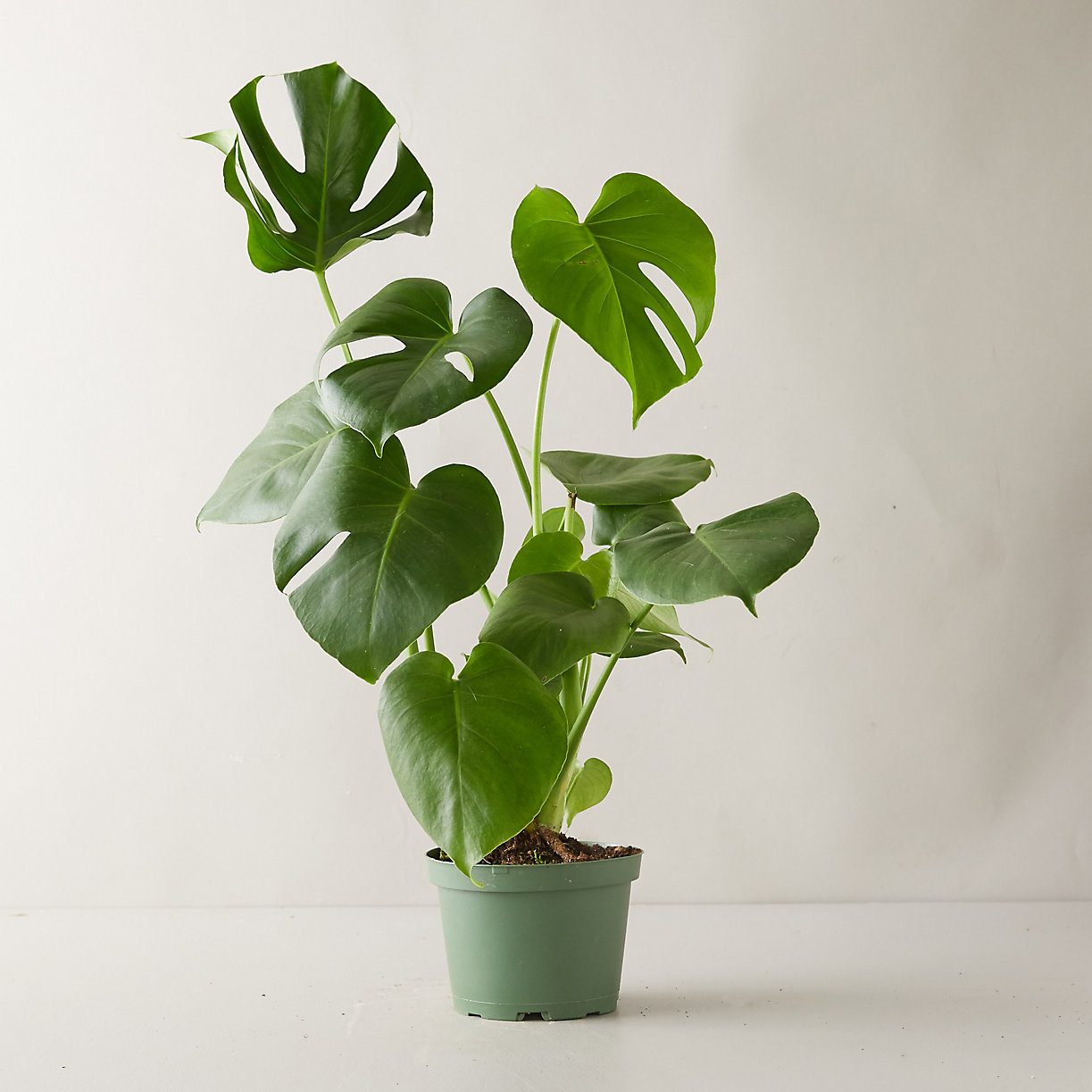 28 LowLight Indoor Plants — LowLight Houseplants