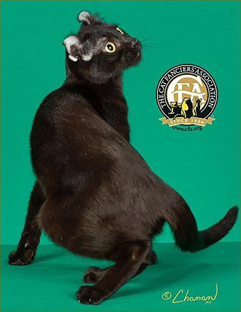 22 Beautiful Black Cat Breeds Reader's Digest