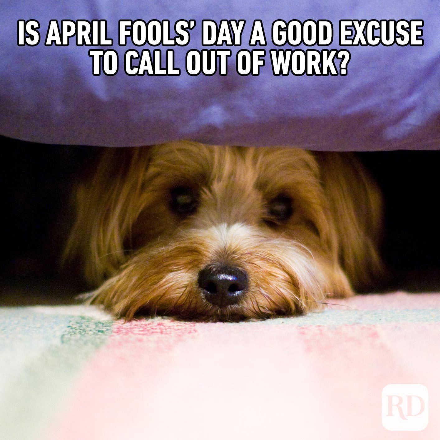 35 Funniest April Fools' Memes of 2024 Funny April Fools' Day Memes
