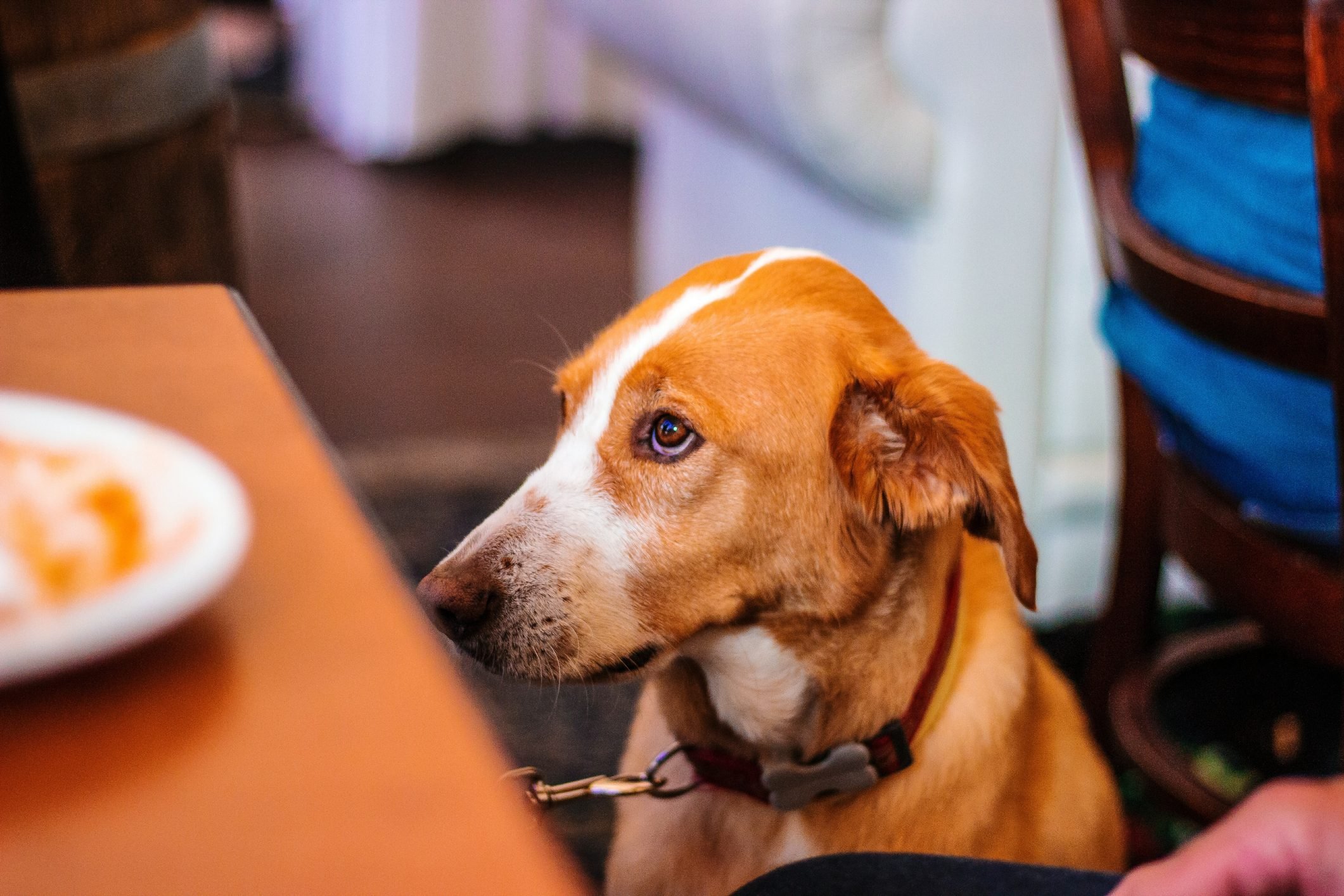Why Dogs Should Be Allowed In Restaurants