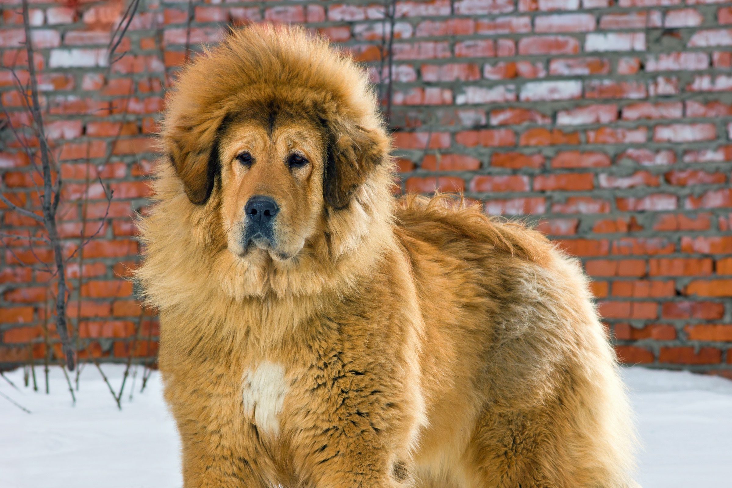 8 Dogs That Look Like Lions Reader's Digest