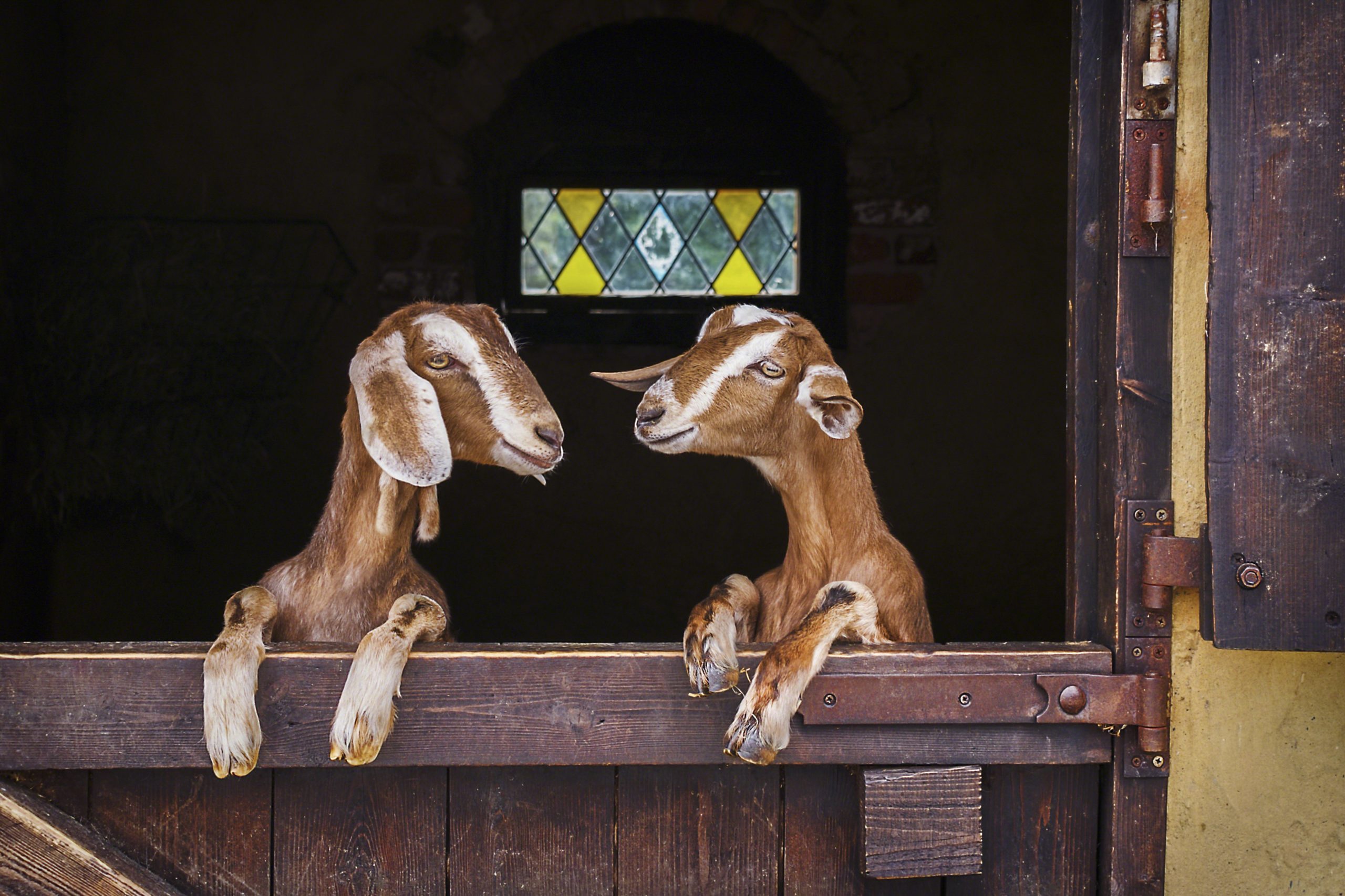 35 Funny Goat Pictures You'll Love Reader's Digest