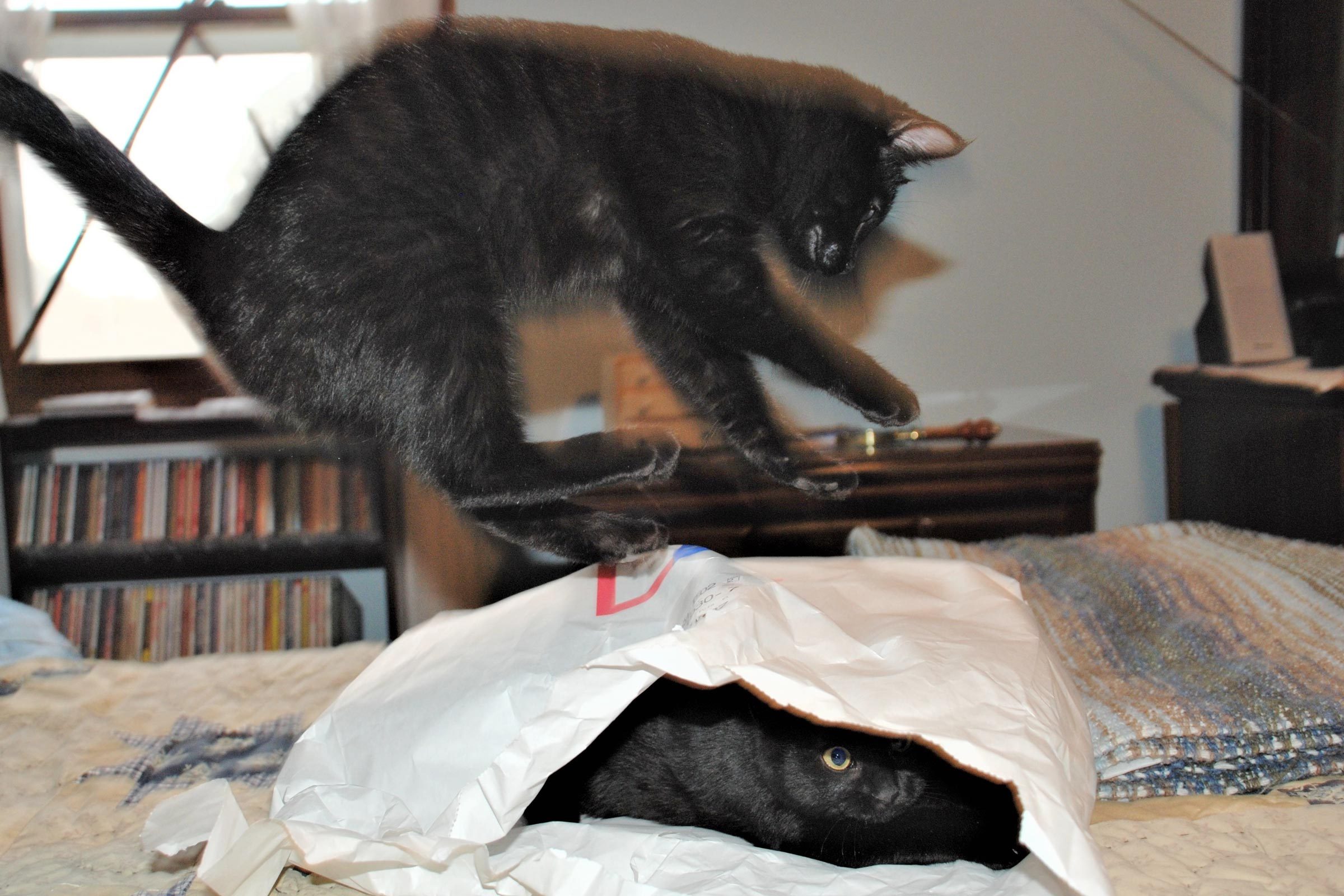 25 Funny Cat Photos You Need to See Reader's Digest