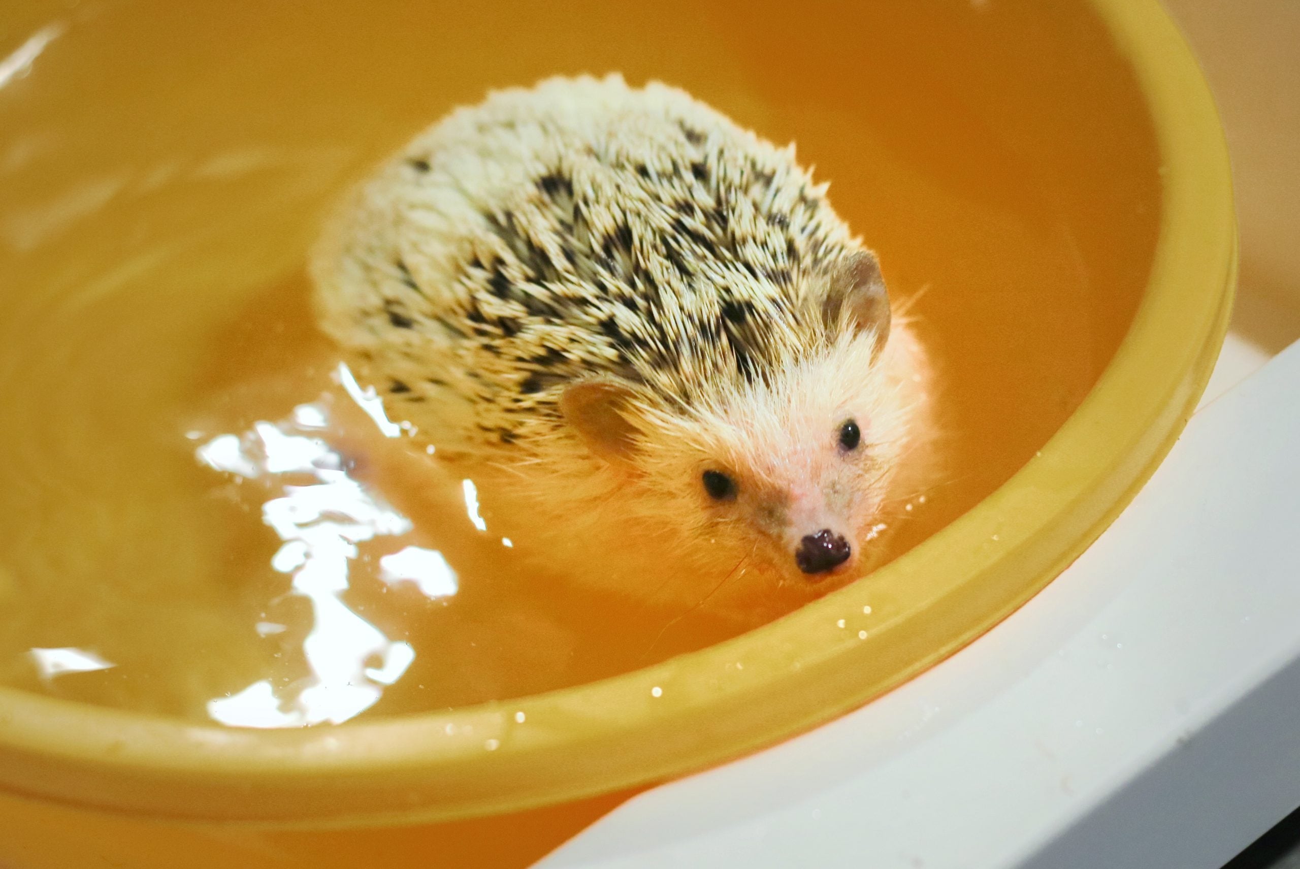 40 Adorable Hedgehog Pictures Reader's Digest
