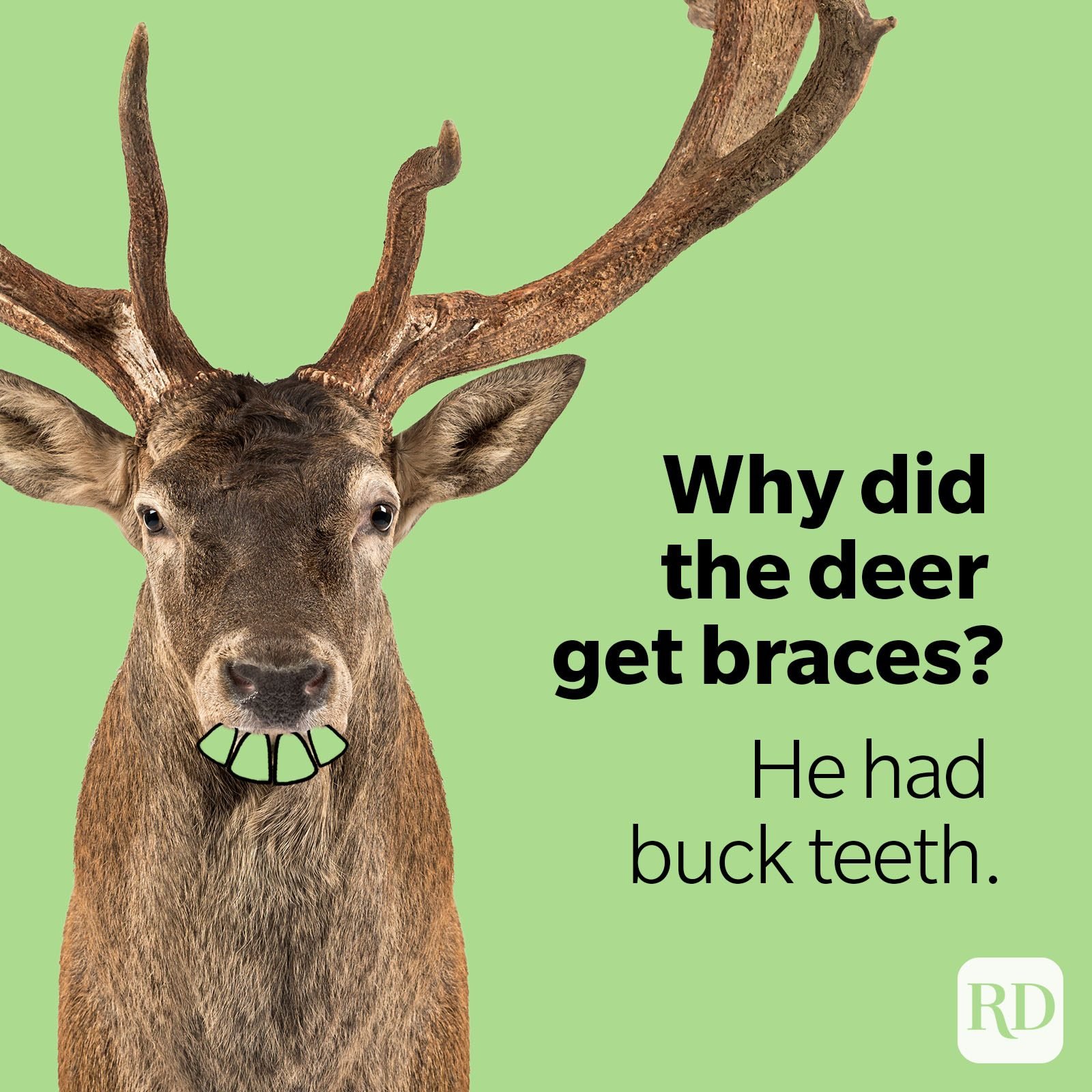 50 Deer Puns That Make the Heart Grow Fawn'der Funny Deer Jokes