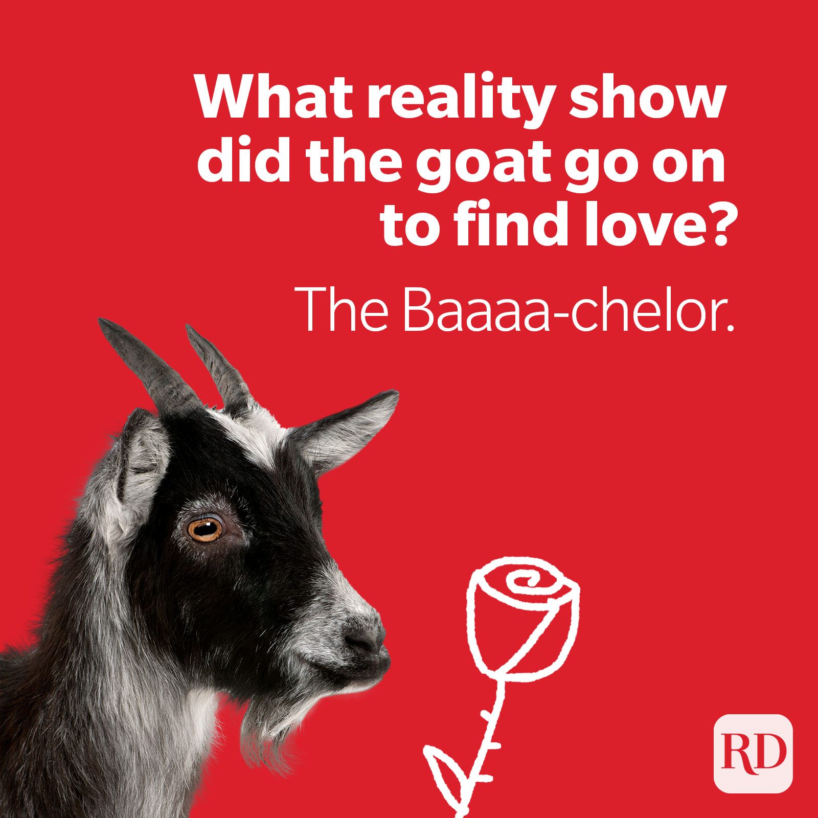 55 Goat Puns That Are So Baaad, They're Good Funny Goat Jokes