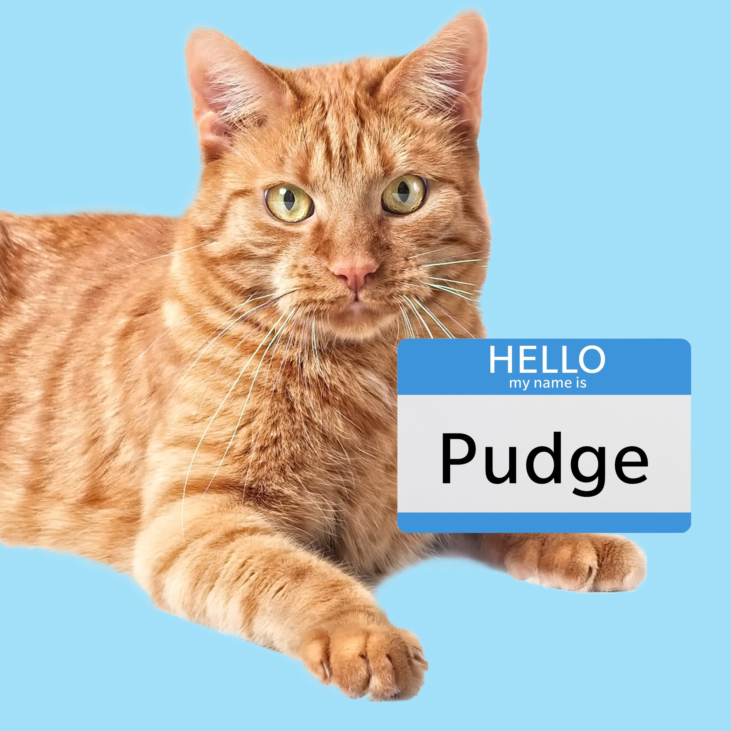 100 Boy Cat Names You'll Love Reader's Digest