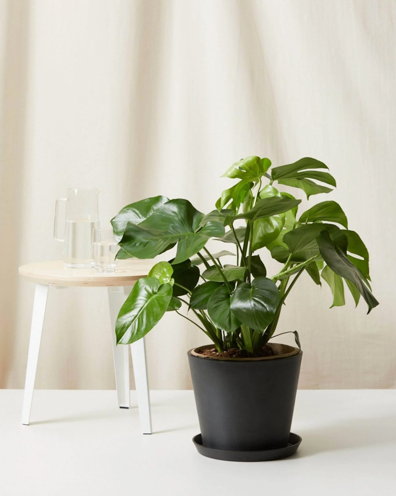 20 Best AirPurifying Plants for Your Home Trusted Since 1922