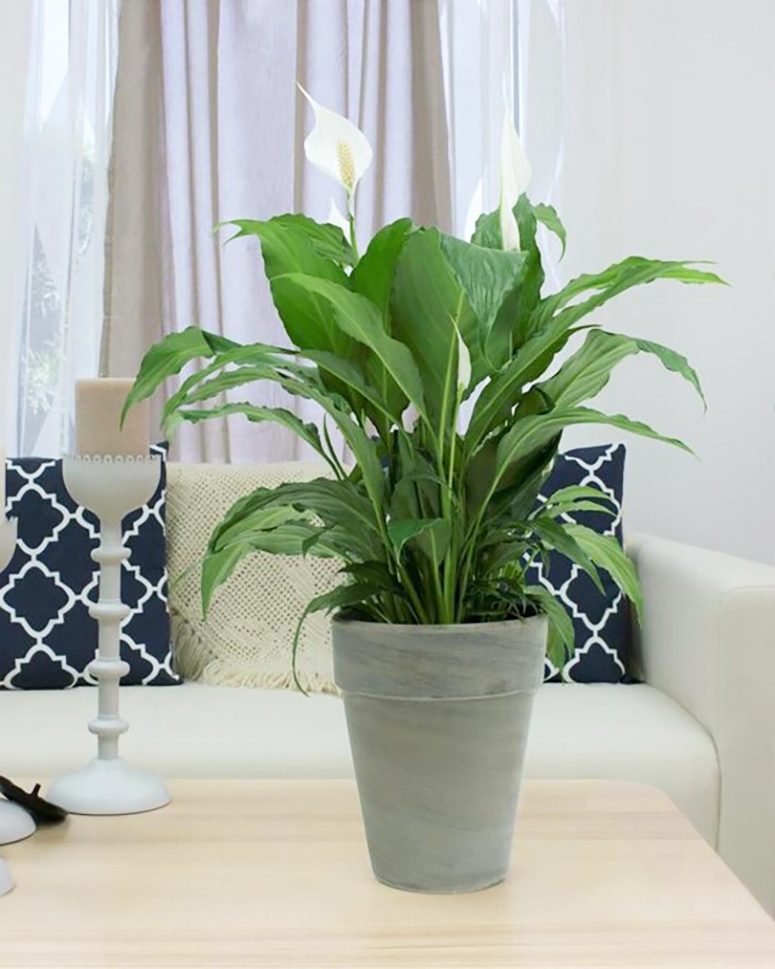 Home Gardening 20 AirPurifying Plants for Your Home A I R I E F