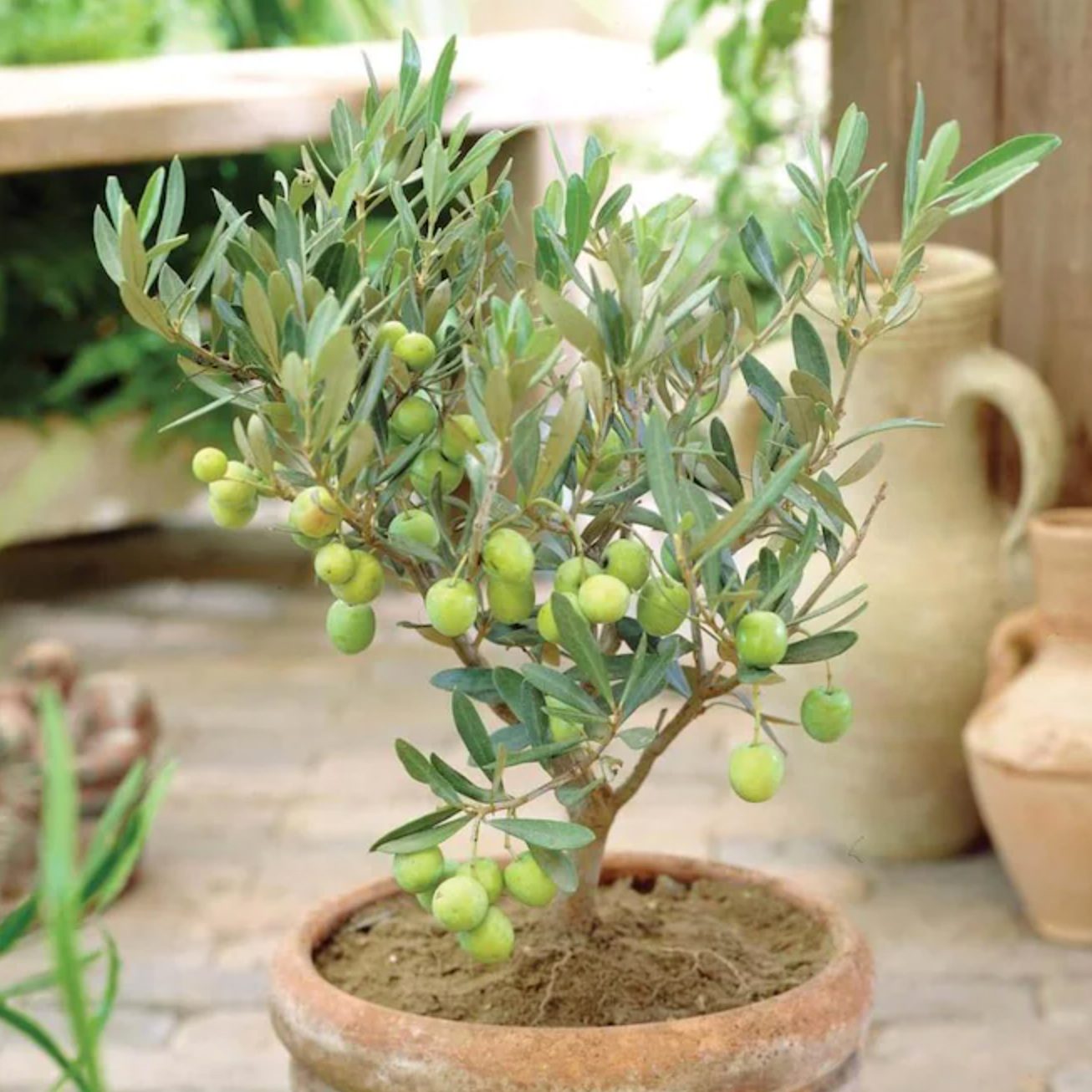 8 Best Indoor Fruit Trees Fruits to Grow Indoors YearRound