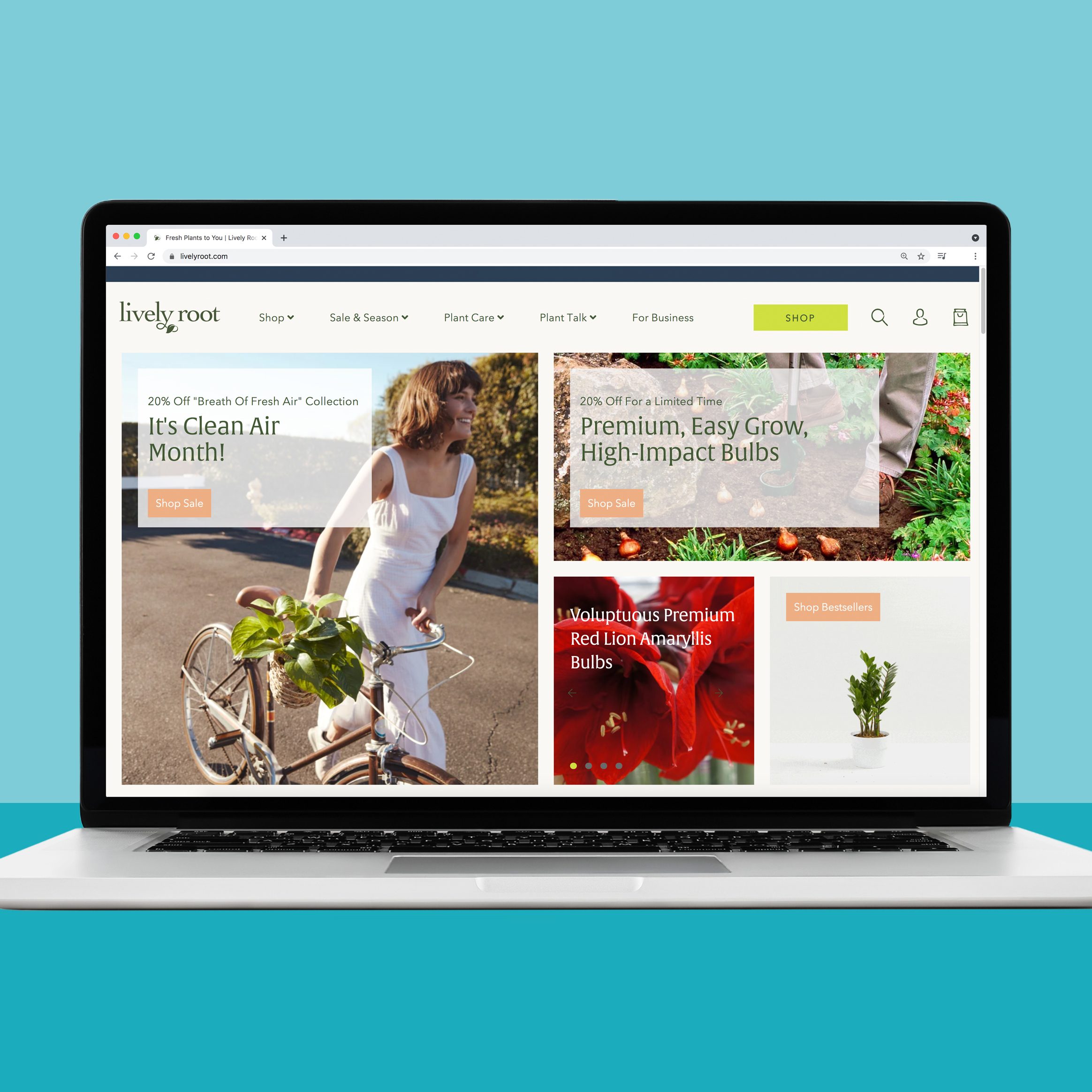 18 Best Places to Buy Plants Online 2024 Where to Buy Plants Online