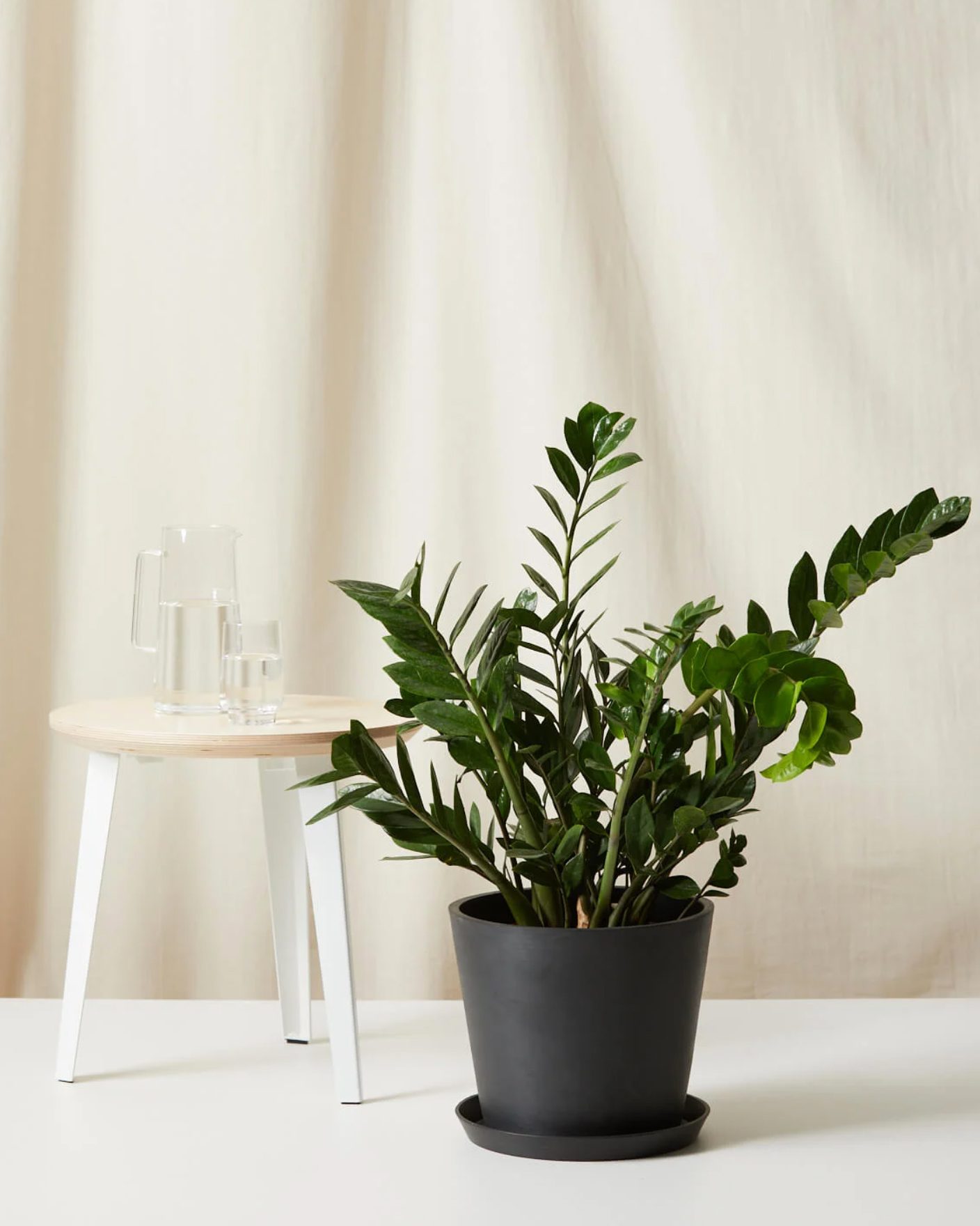 20 Best AirPurifying Plants for Your Home Trusted Since 1922