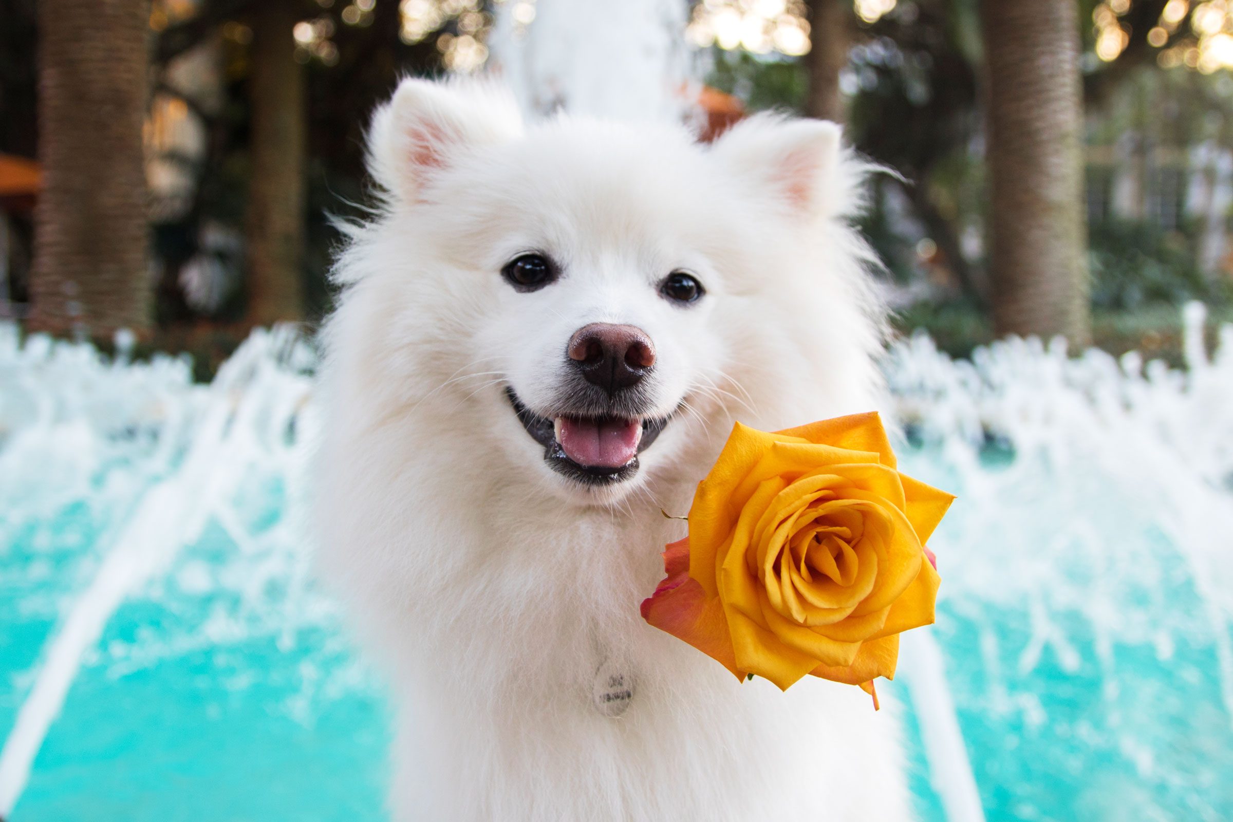 25 Fluffy Dog Breeds with CloudLike Coats with Pictures