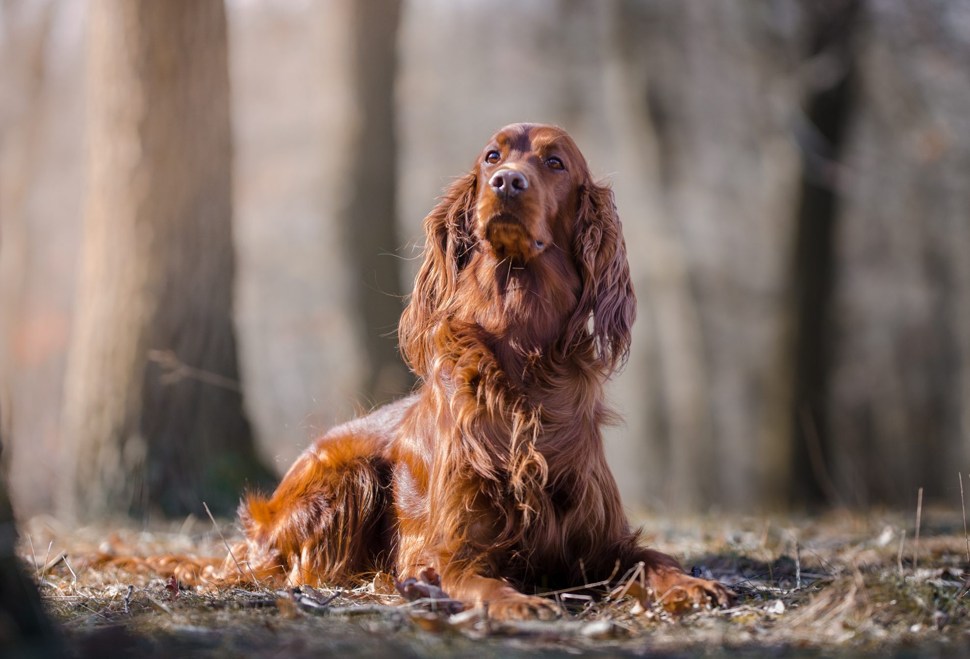 16 LongHaired Dogs with Locks — Small and Large Breeds with