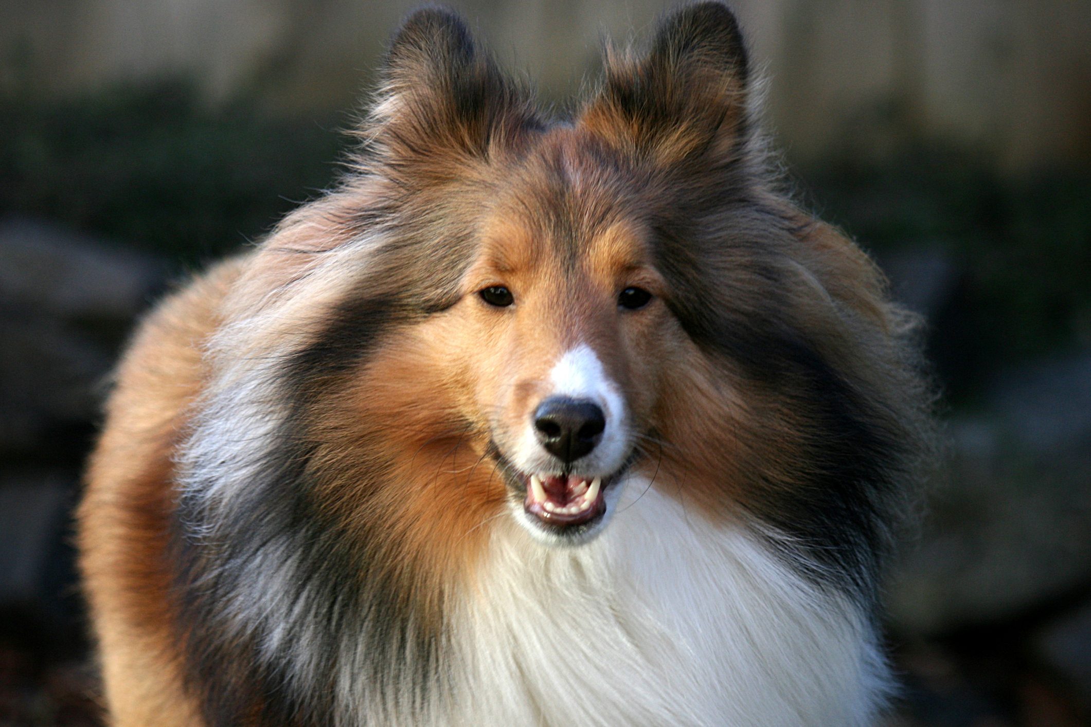 Long Haired Show Dogs 16 Breeds with Luxurious Locks How