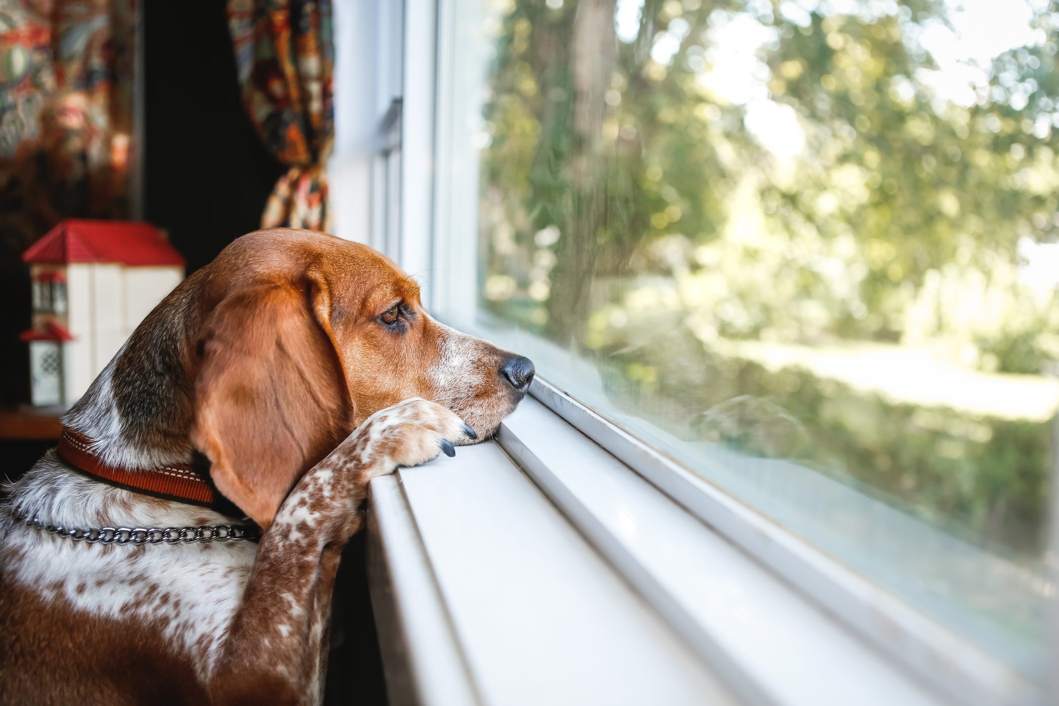 Dog Depression 9 Signs of Depression in a Dog Reader's Digest