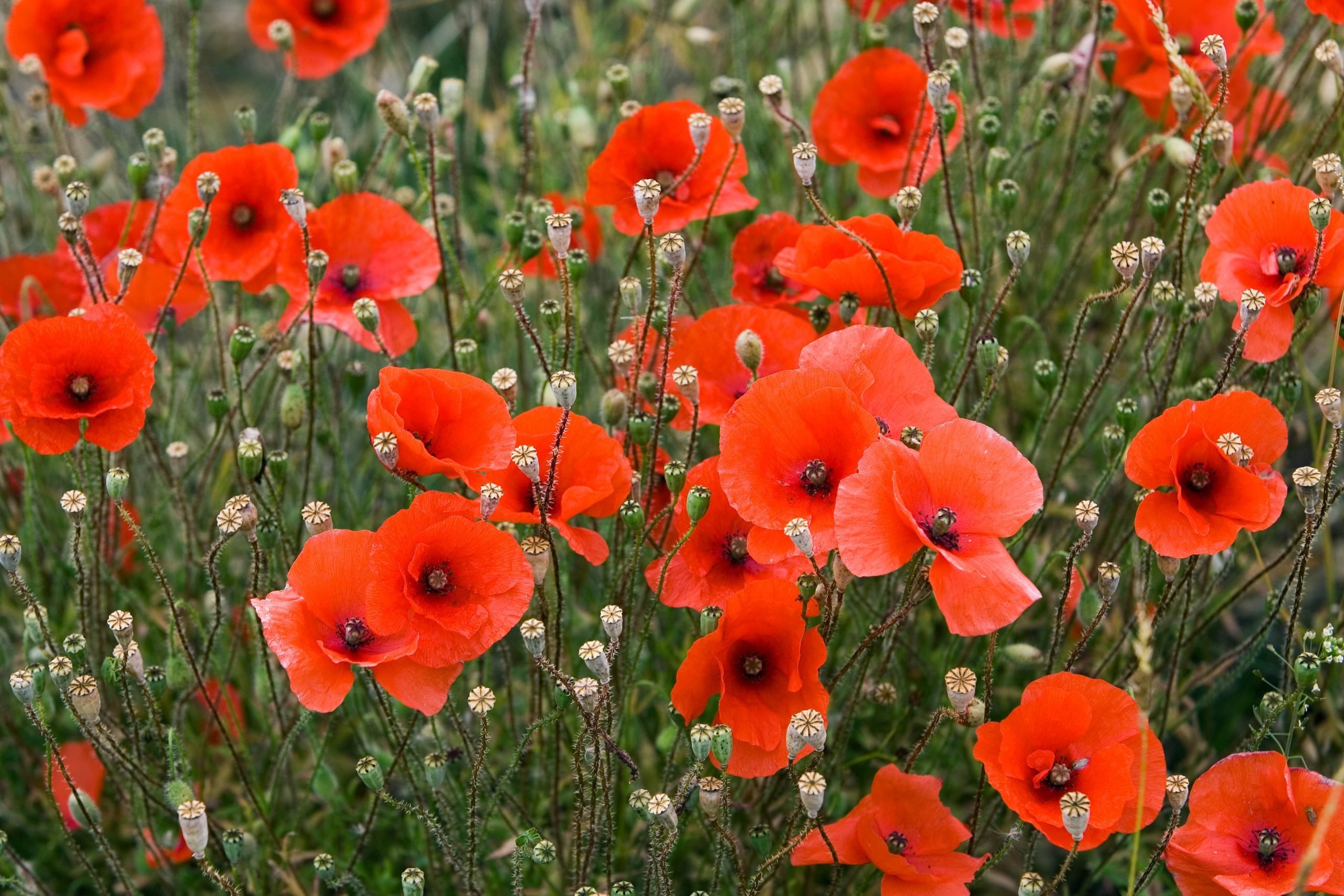 Why Do We Wear Poppies on Memorial Day? 2024 Trusted Since 1922