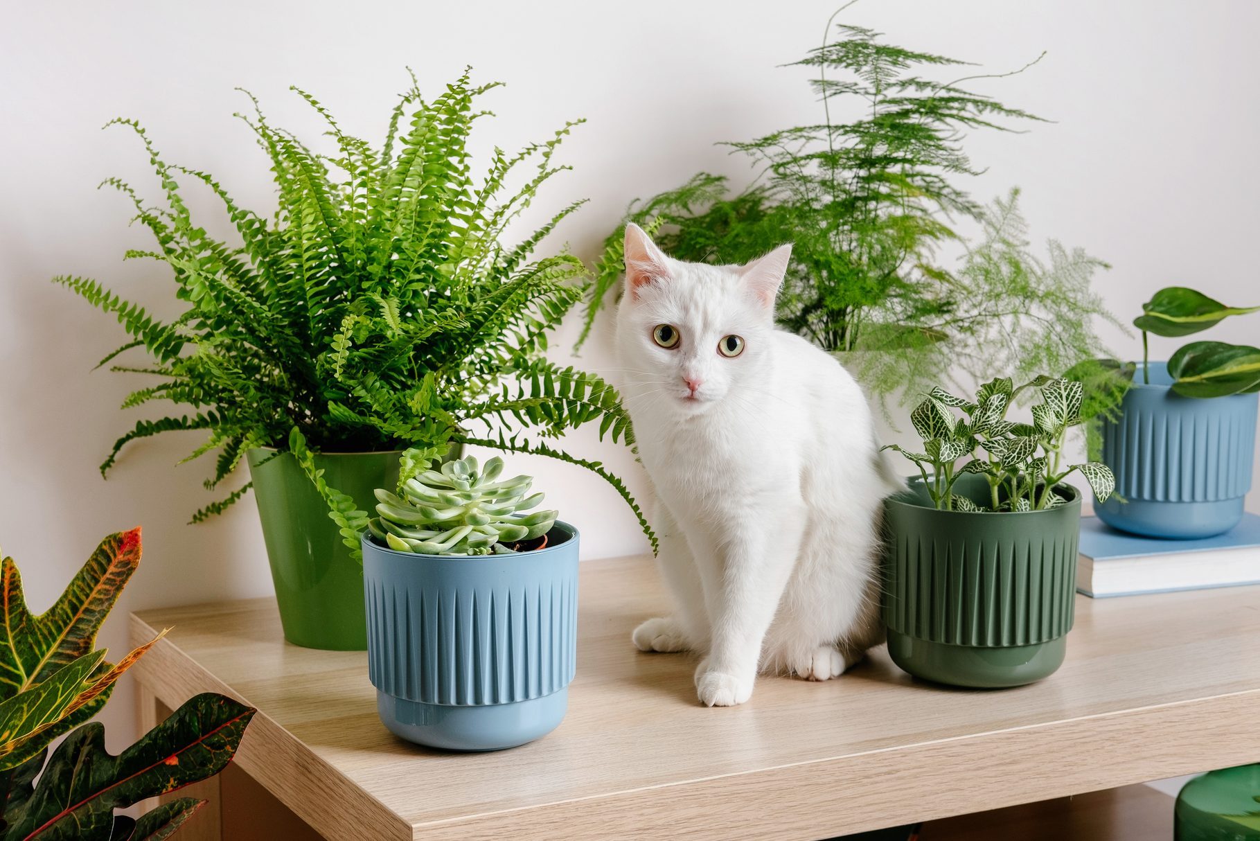 Expert Tips for How to Keep Cats Away from Plants