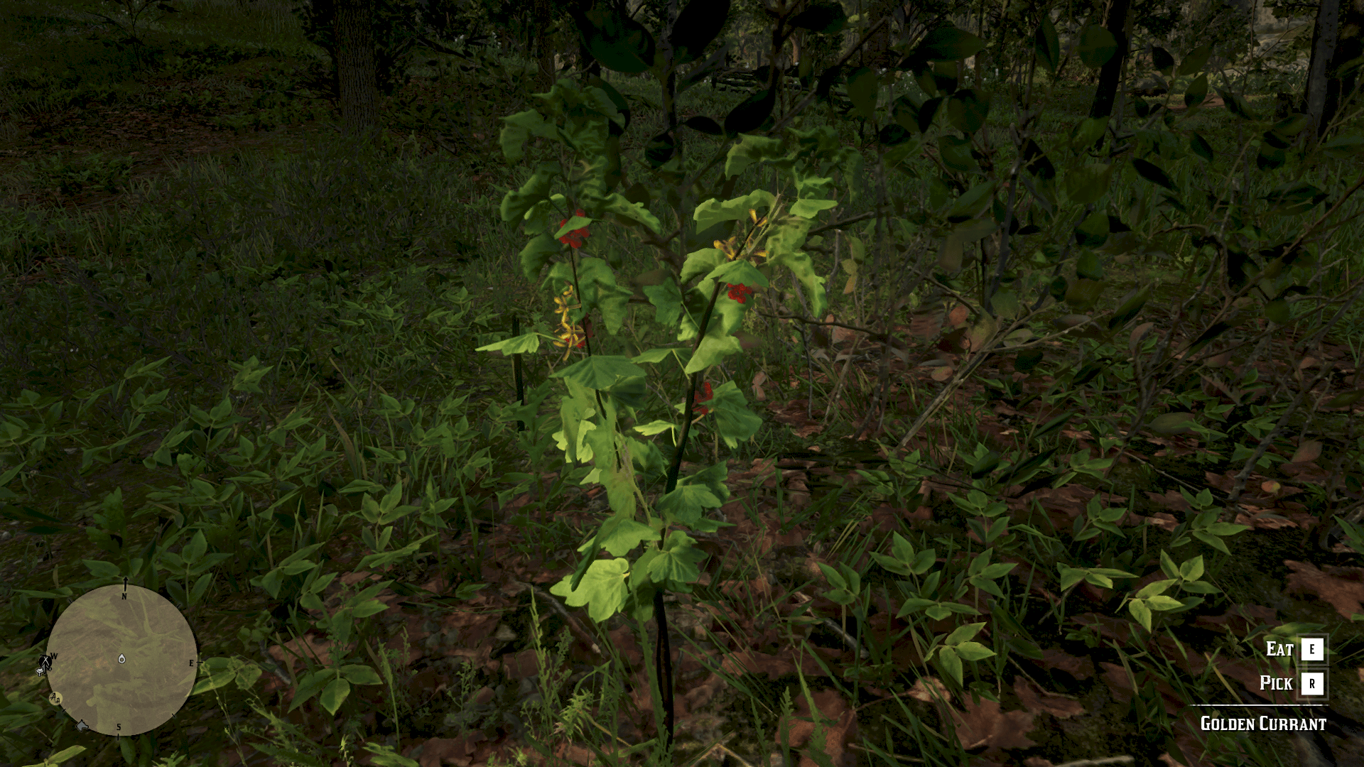 Plants & Herbs Location Guide