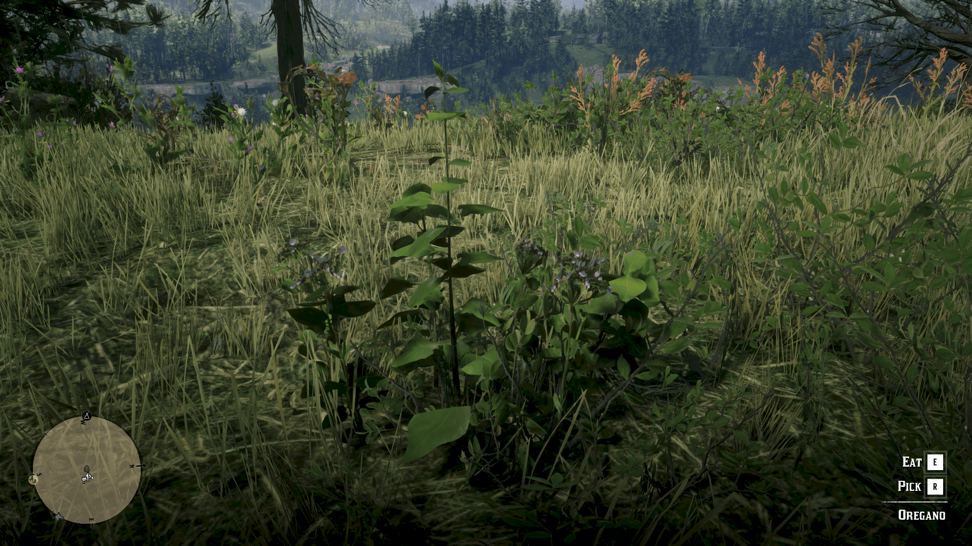 Plants & Herbs Location Guide