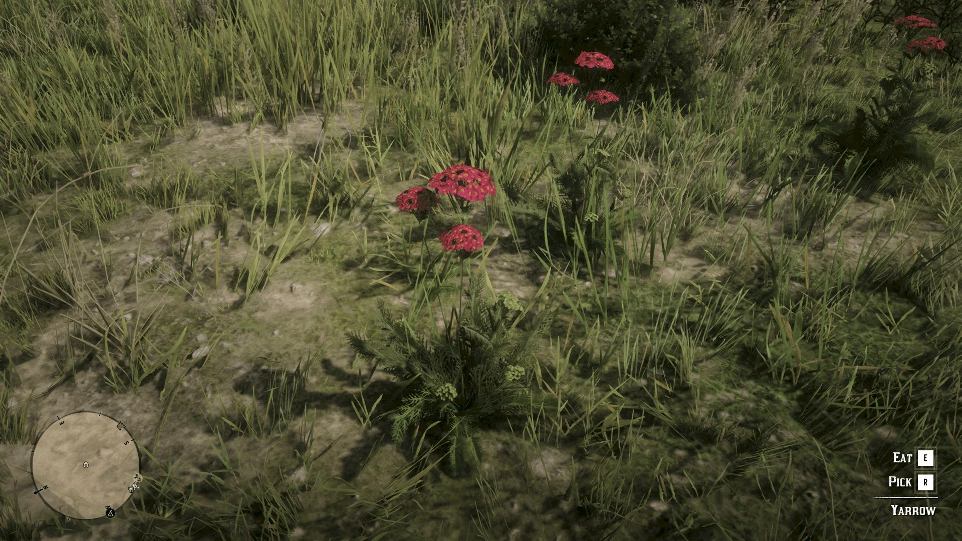 Plants & Herbs Location Guide