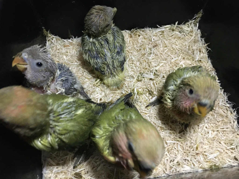 コザクラインコの雛 ReBird（リバード） さし餌雛ひな鳥