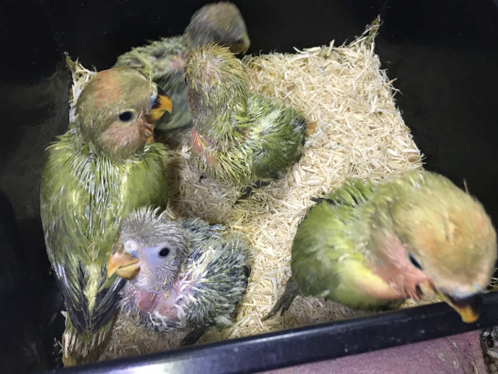 コザクラインコの雛 ReBird（リバード） さし餌雛ひな鳥