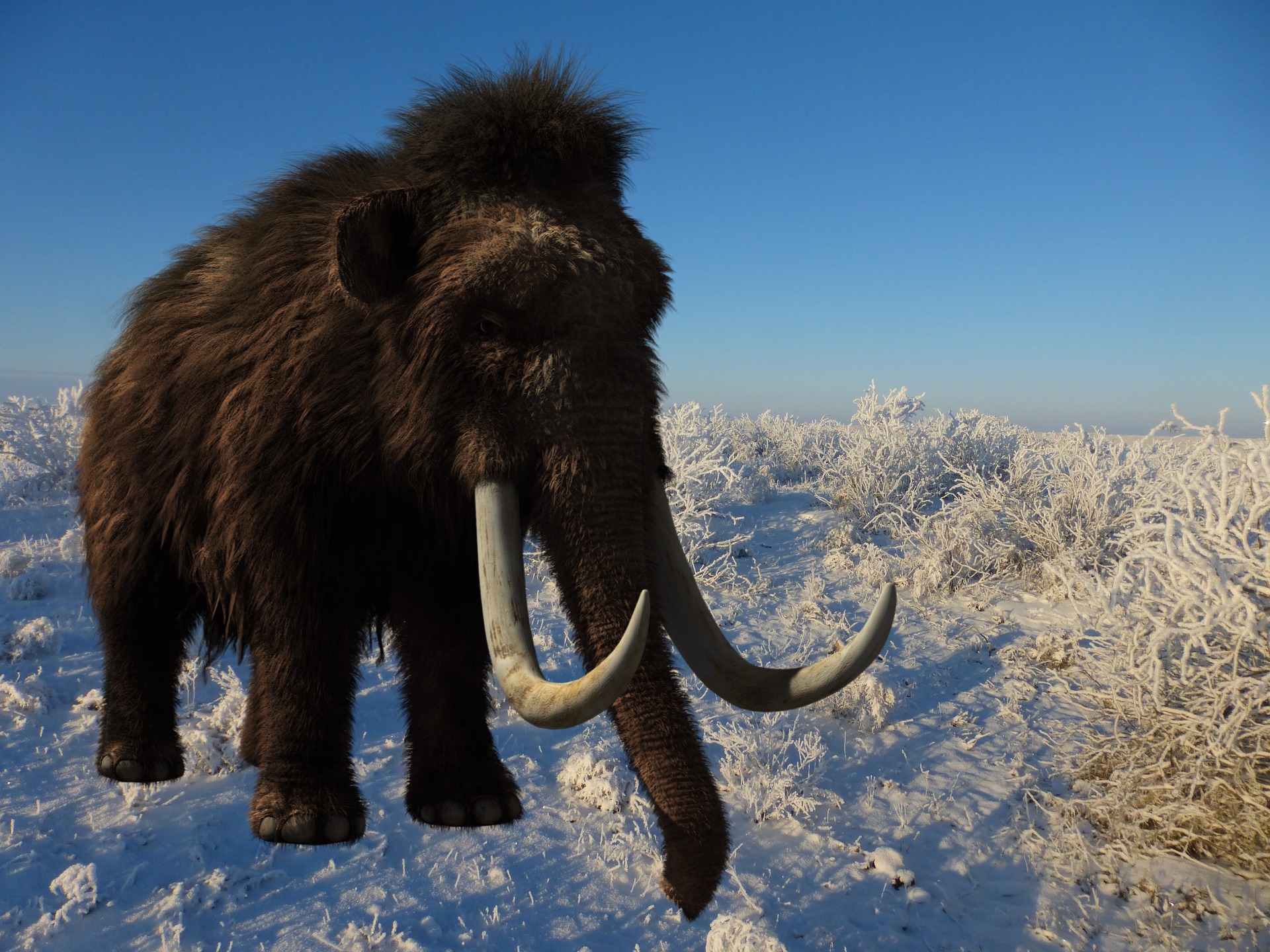 Mamut ReEvolutionCode