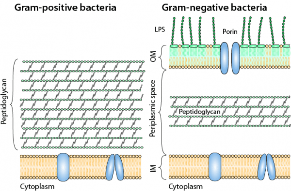 Bacteria Understand ReAct
