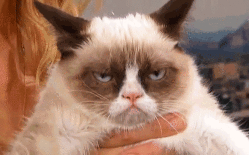 Grumpy Cat Reaction GIFs