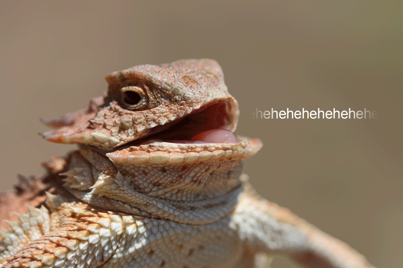 Laughing Lizard Reaction GIFs