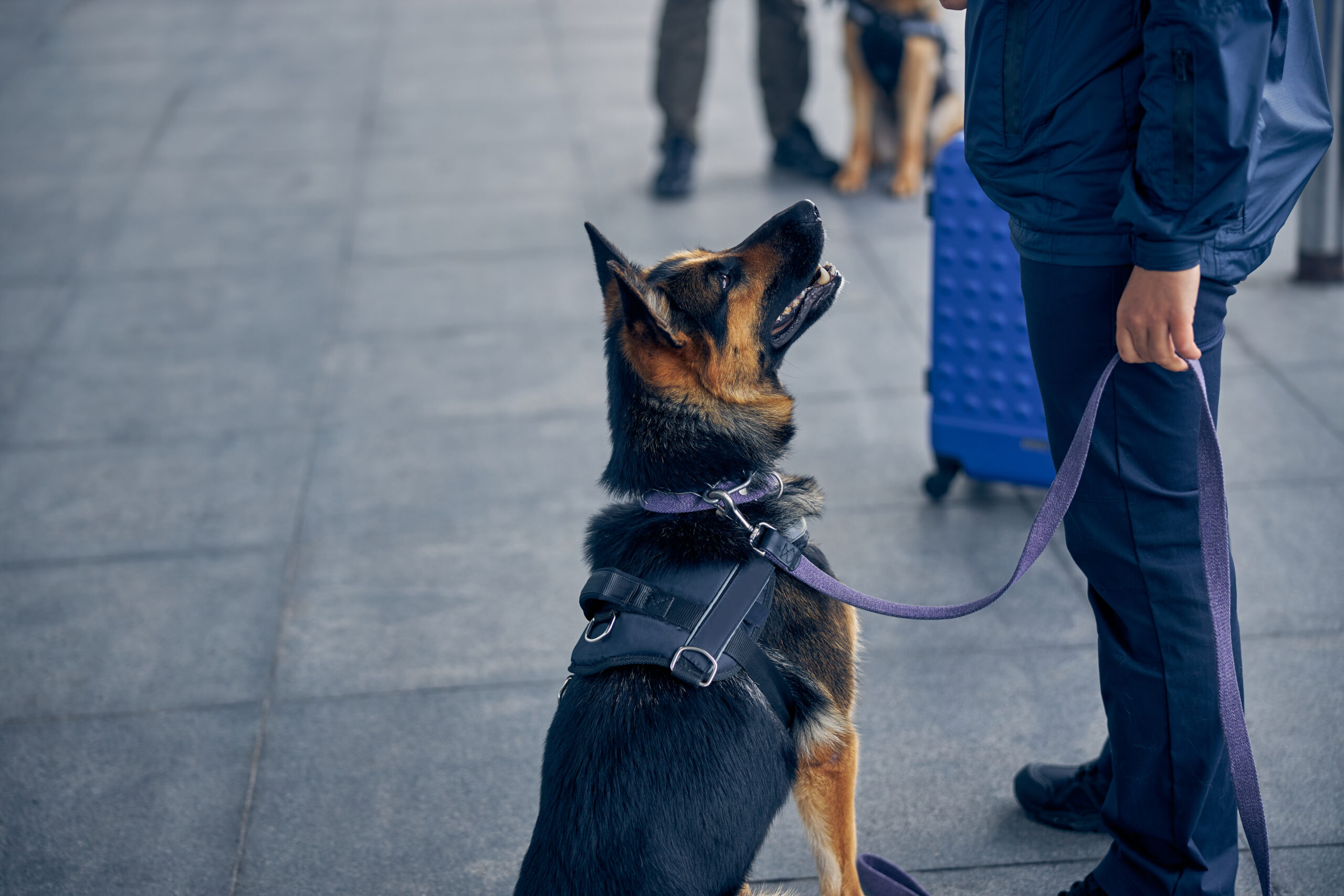 The Advantages of Using Security Trained Dogs on Site React K9 Security