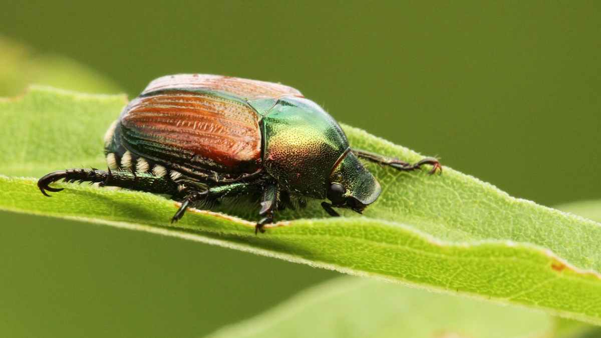 How To Get Rid Of Japanese Beetles Readability