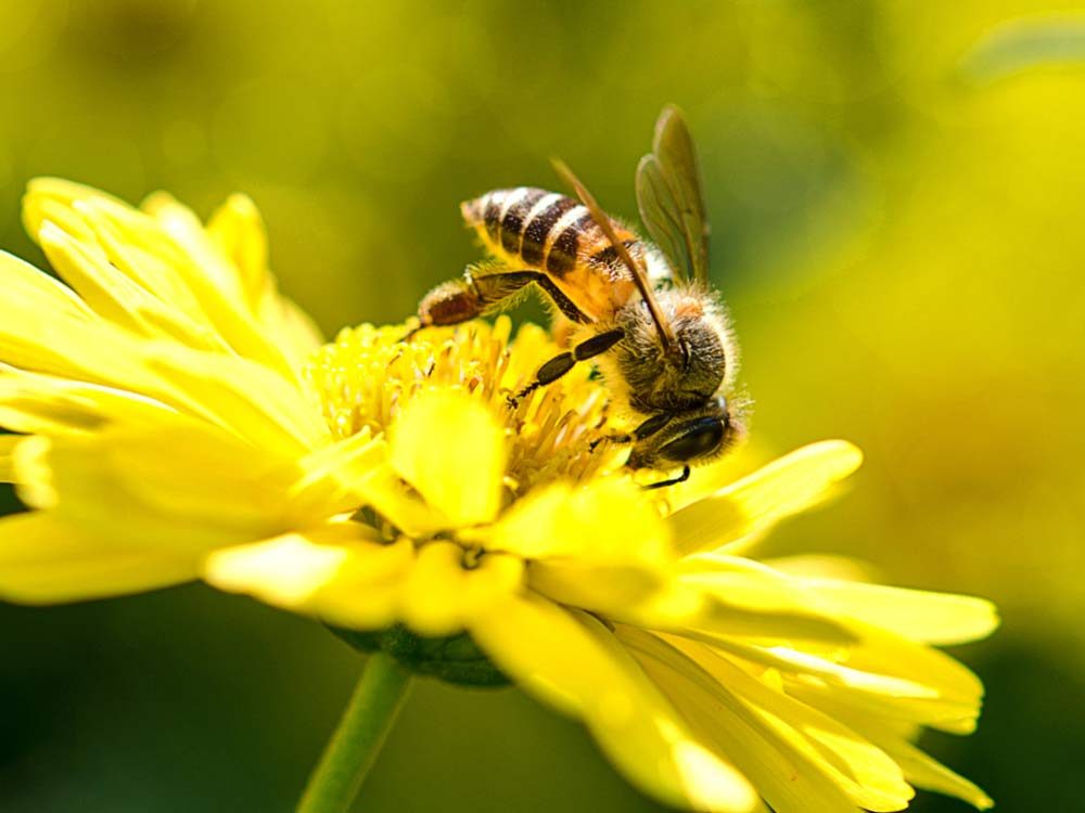 5 Bee Myths You Need to Stop Believing Reader's Digest